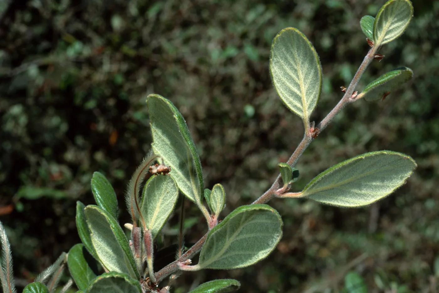 Cercocarpus traskiae, Catalina Island
