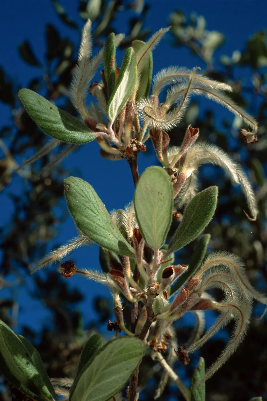Cercocarpus traskiae, Catalina Island, Wrigley Garden