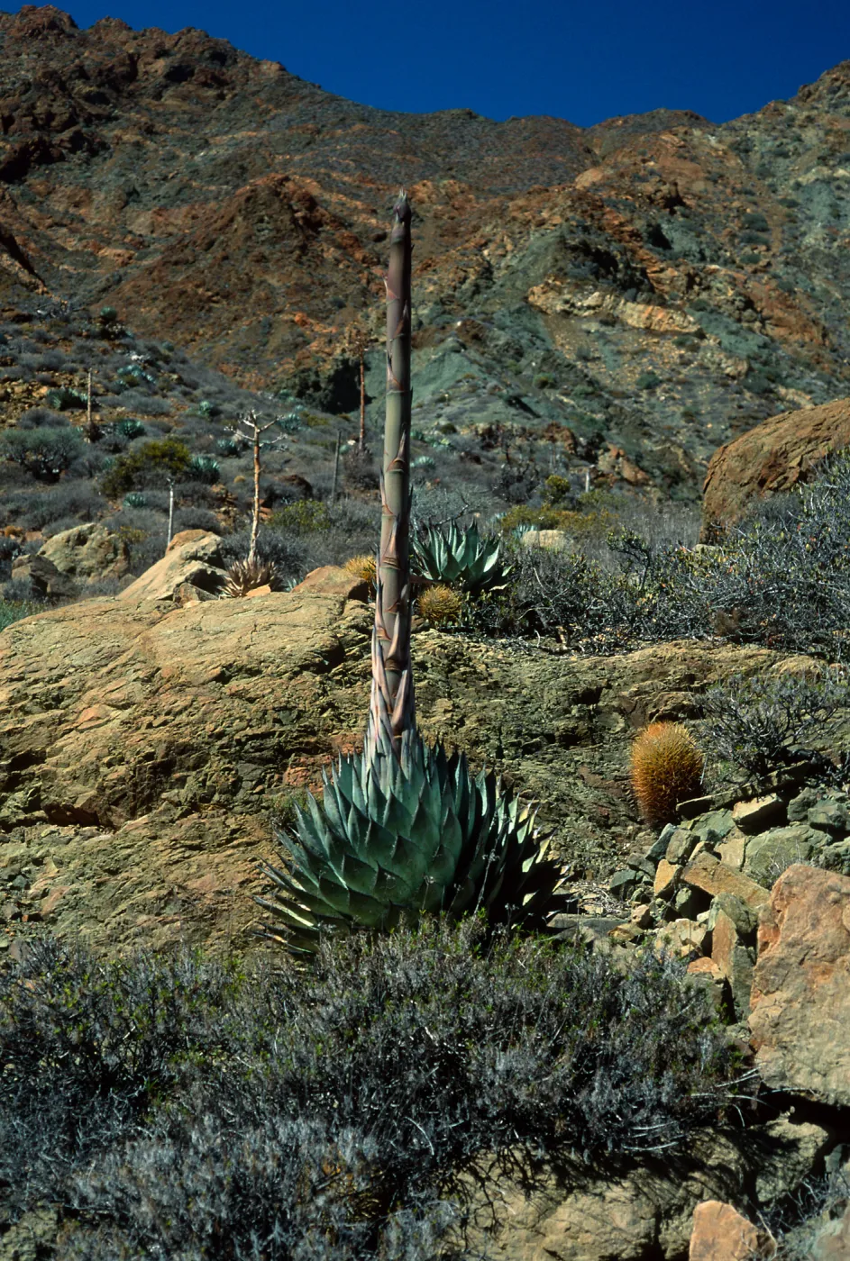 Agave sebastiana, Cedros Island, Arroyo Choyal