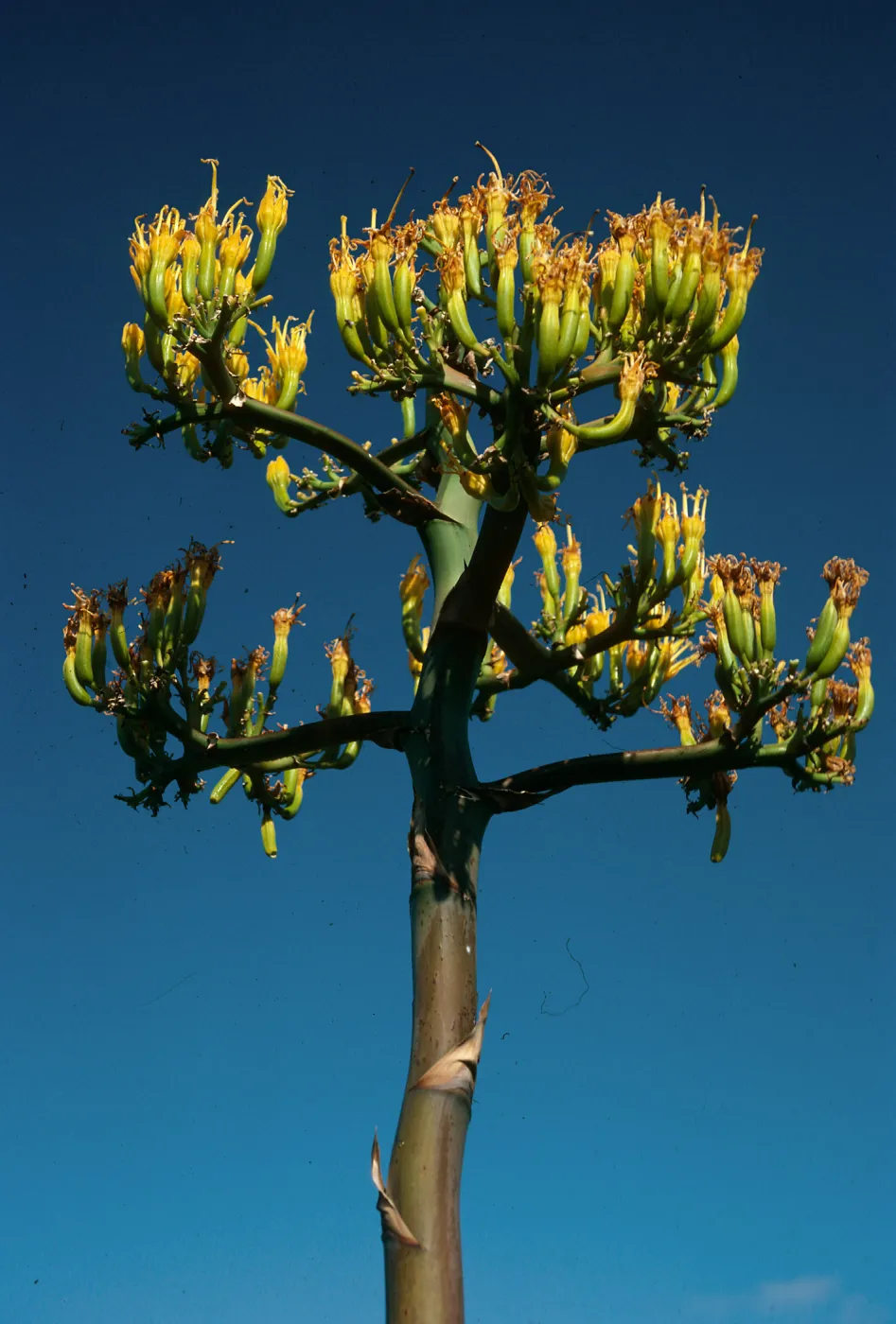 Agave (Century Plant), Cedros Island, Gran Caï¿½on