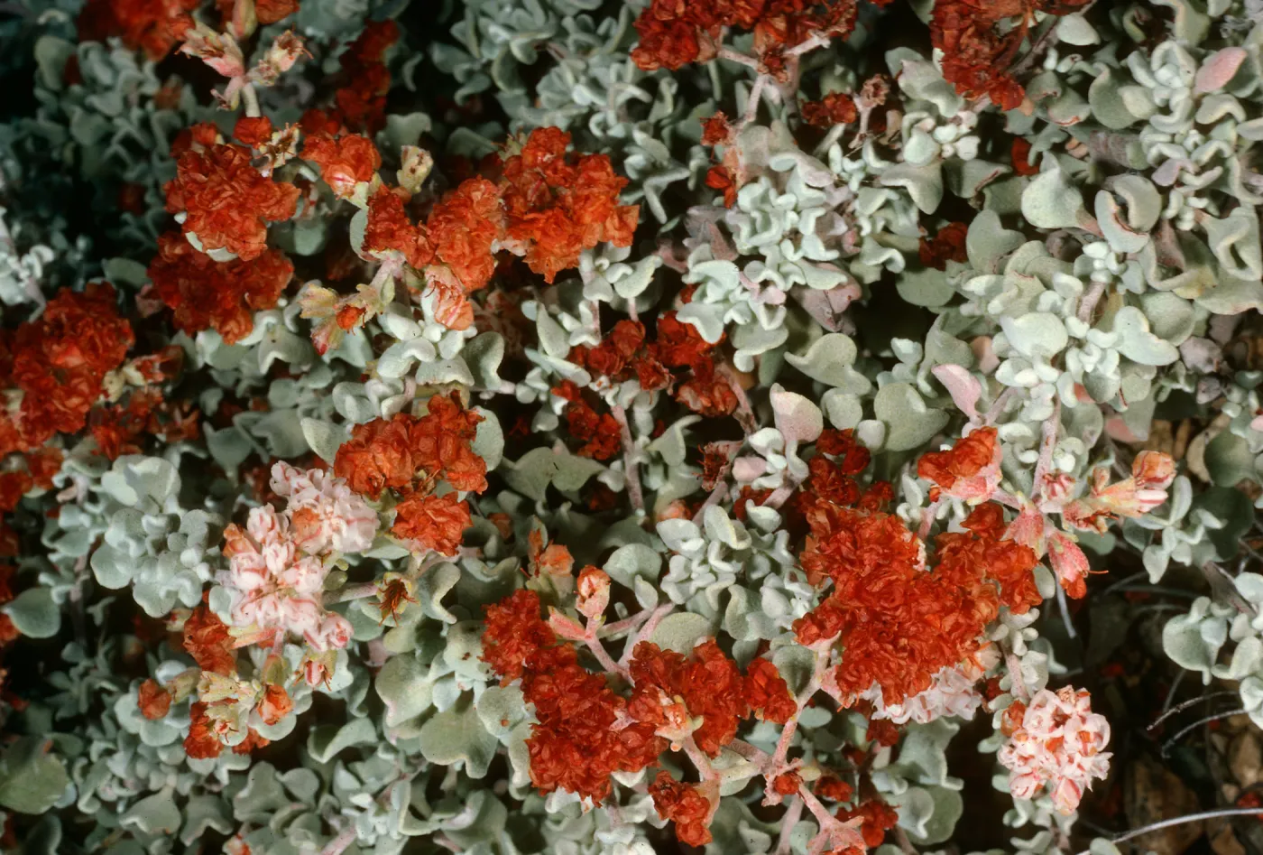Eriogonum pondii, Cedros Island, Gran Cañon