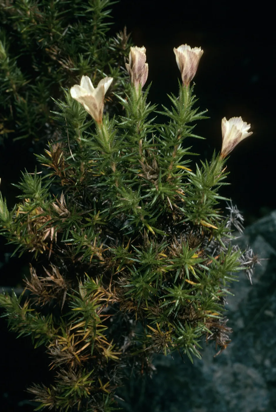 Leptodactylon veatchii, Cedros Island, Cañada de La Mina