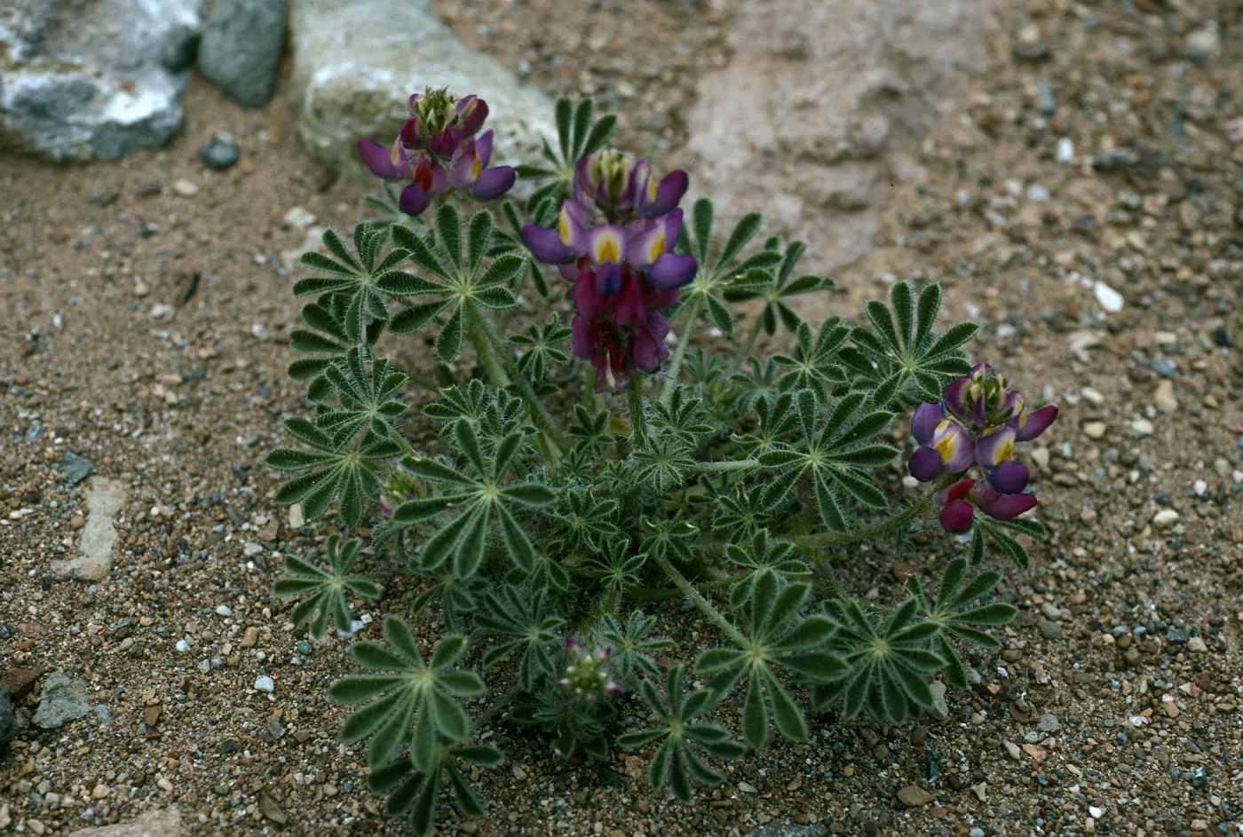 Lupinus sparsiflorus, Cedros Island, Arroyo choyal
