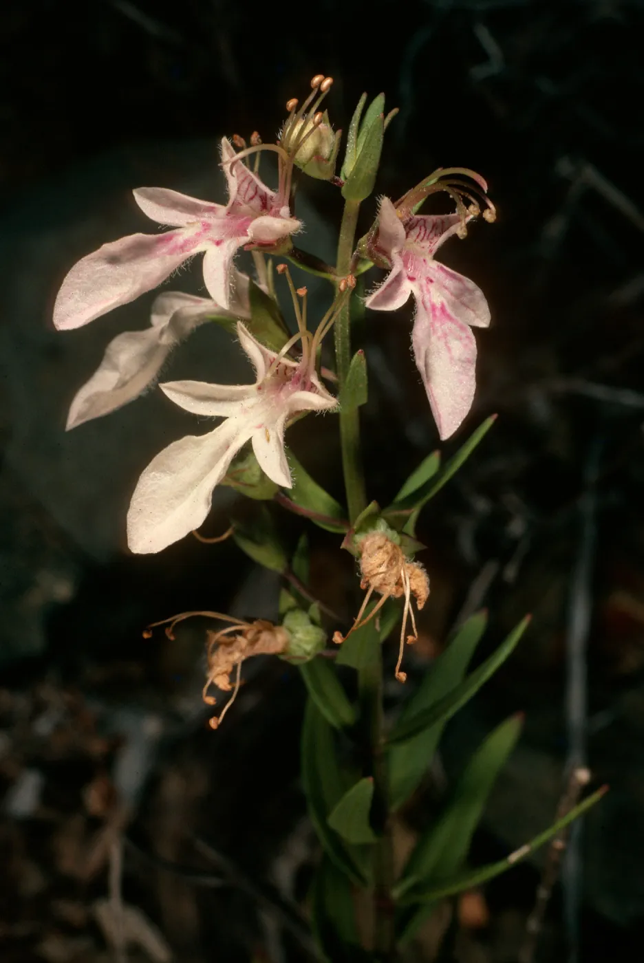 Teucrium glandulosum, Cedros Island, , upper Cañada de La Mina, SJ#1807