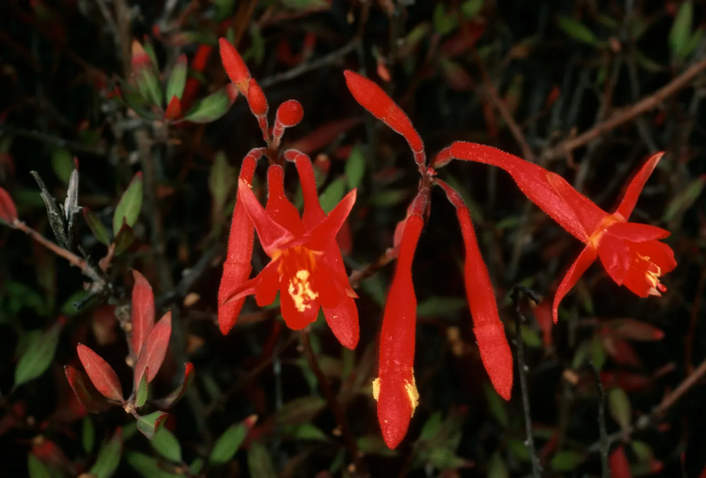  Xylonagra, Cedros Island