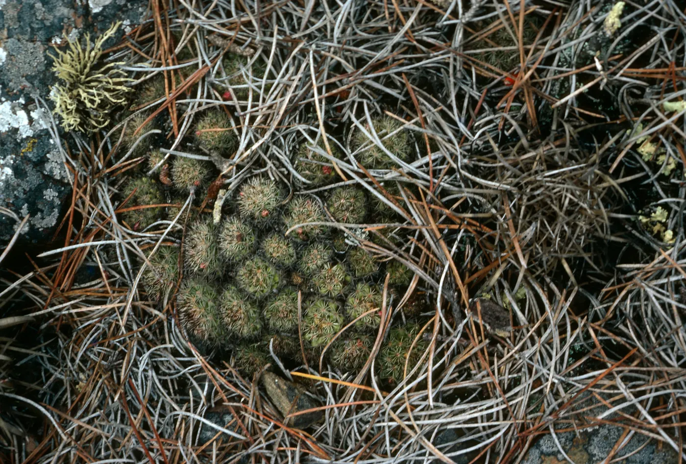  Mammillaria goodridgii under pines, Cedros Island, West of head of Cañada de La Mina,