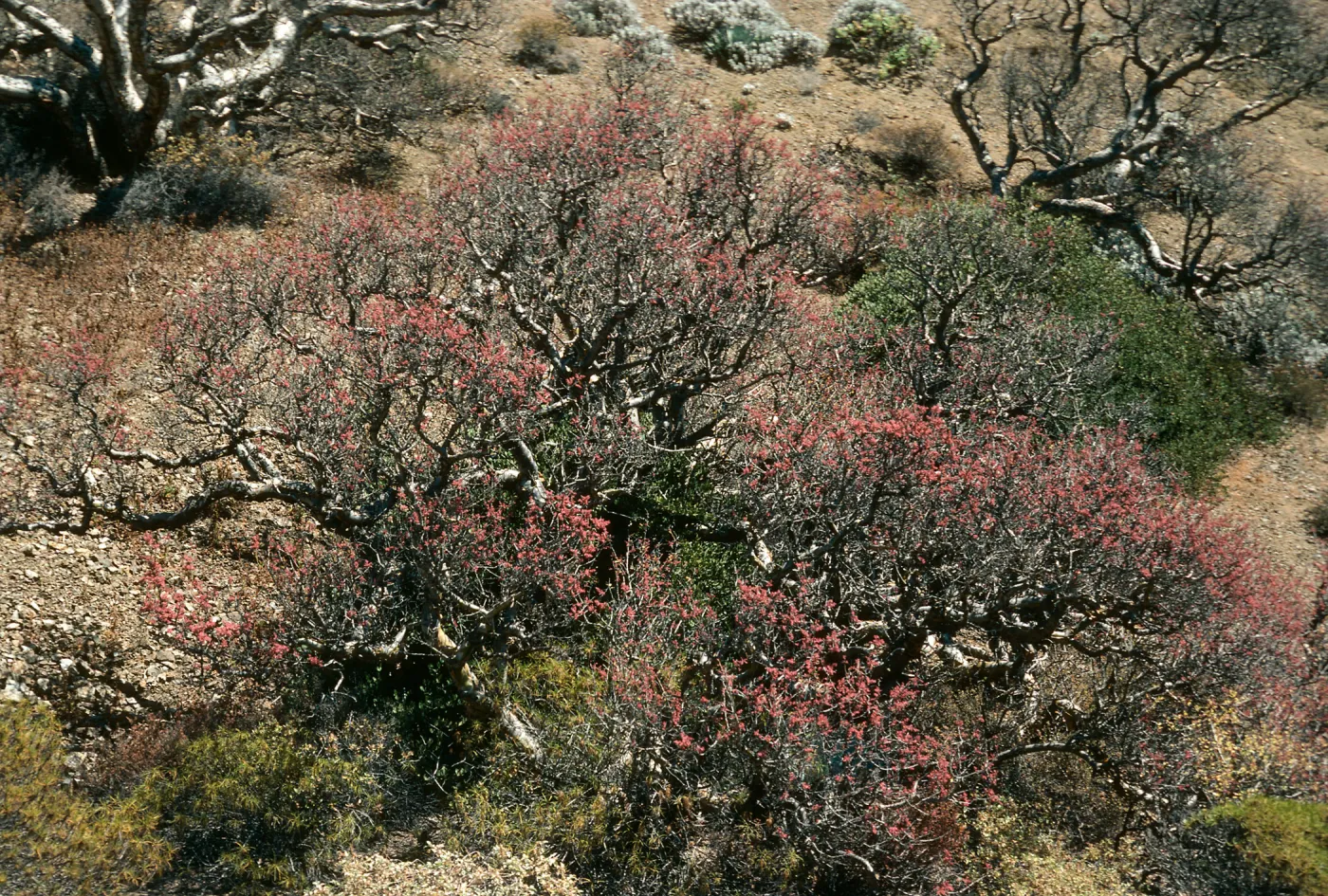 Pachycormus, Cedros Island, Gran Cañon