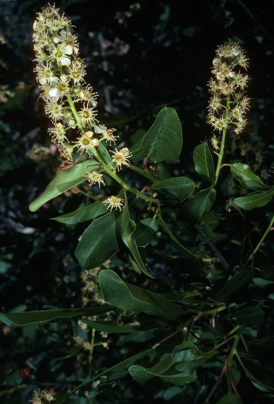 Prunus virginica demissa, trail to Rose Valley Falls