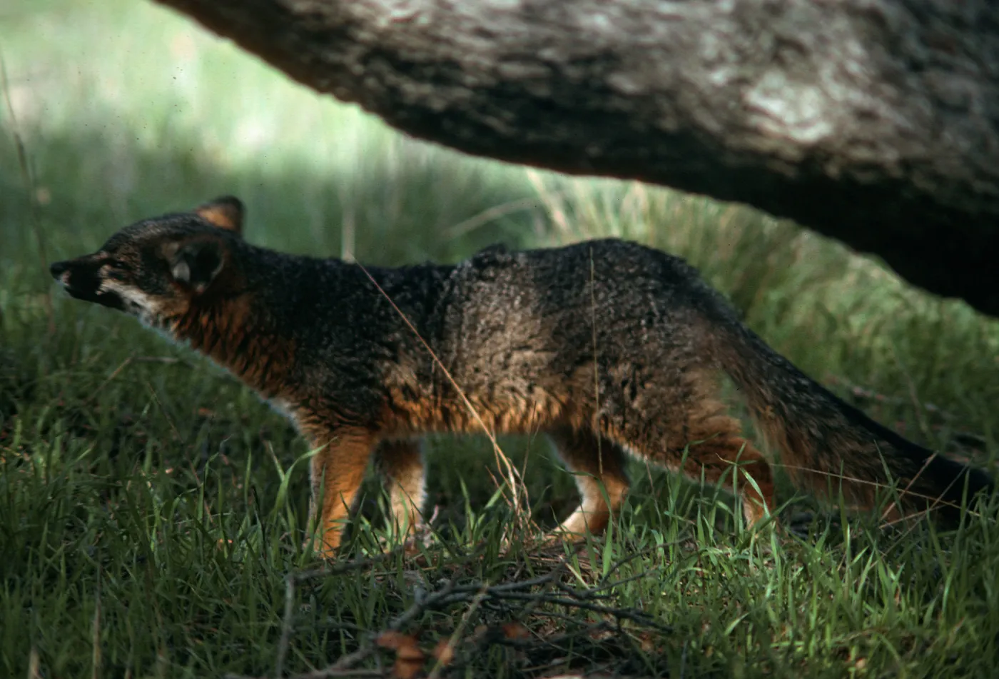 Santa Cruz Island, Island Fox, El Tigre
