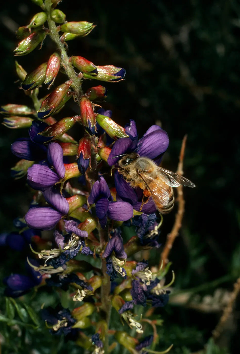 Dalea fremontii, Psorothamnus fremontii, Redrock Canyon