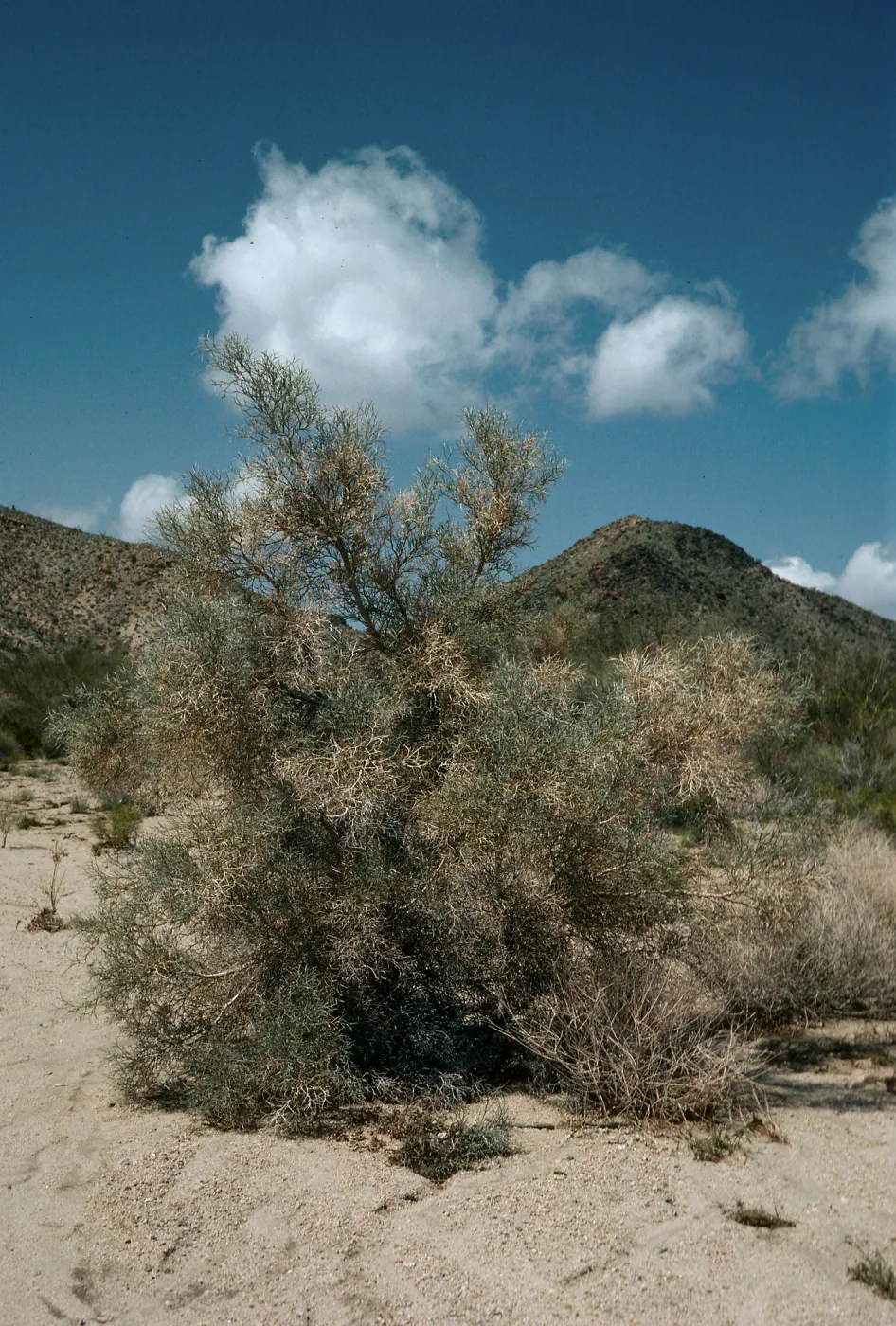 Dalea spinosa = Psorothamnus spinosa, Cottonwood Springs, Joshua Tree