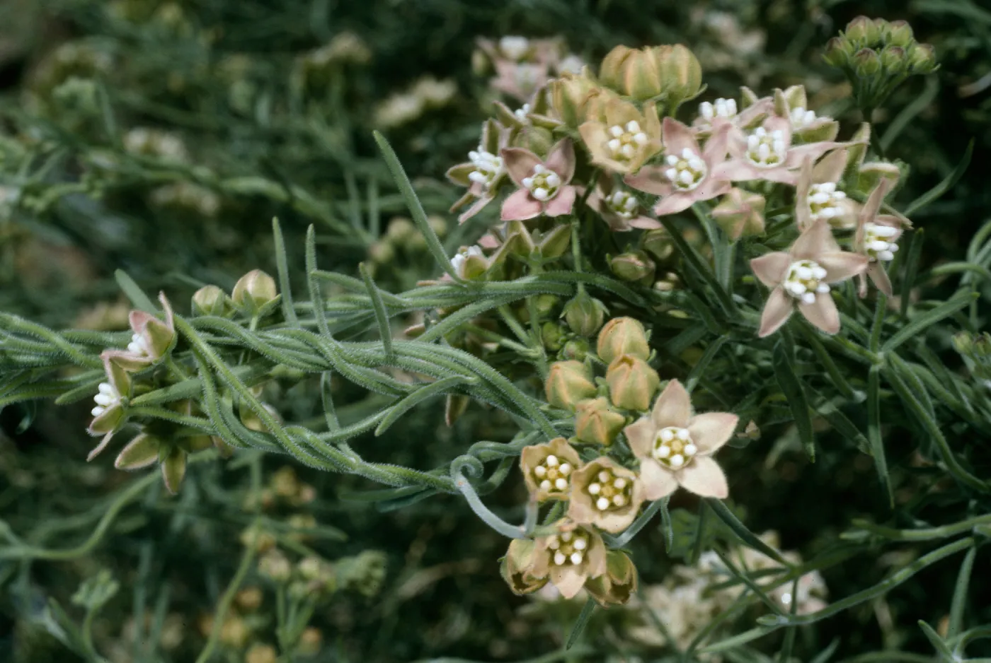 Sarcostemma cynanchoides, Joshua Tree