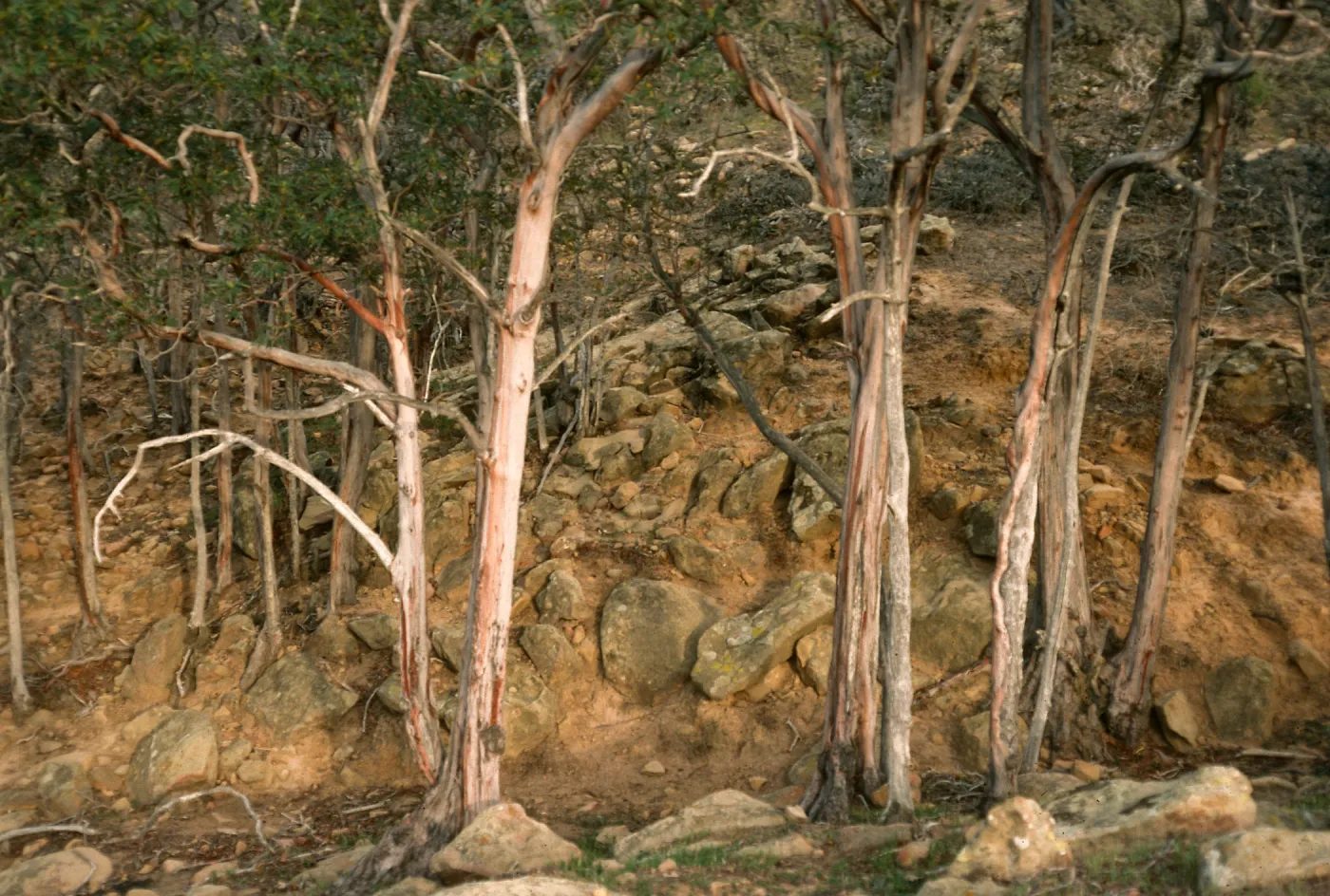 Lyonothamnus floribundus ssp. asplenifolius, Santa Rosa Island, canyon West of Peak 1017, West of South Point ridge
