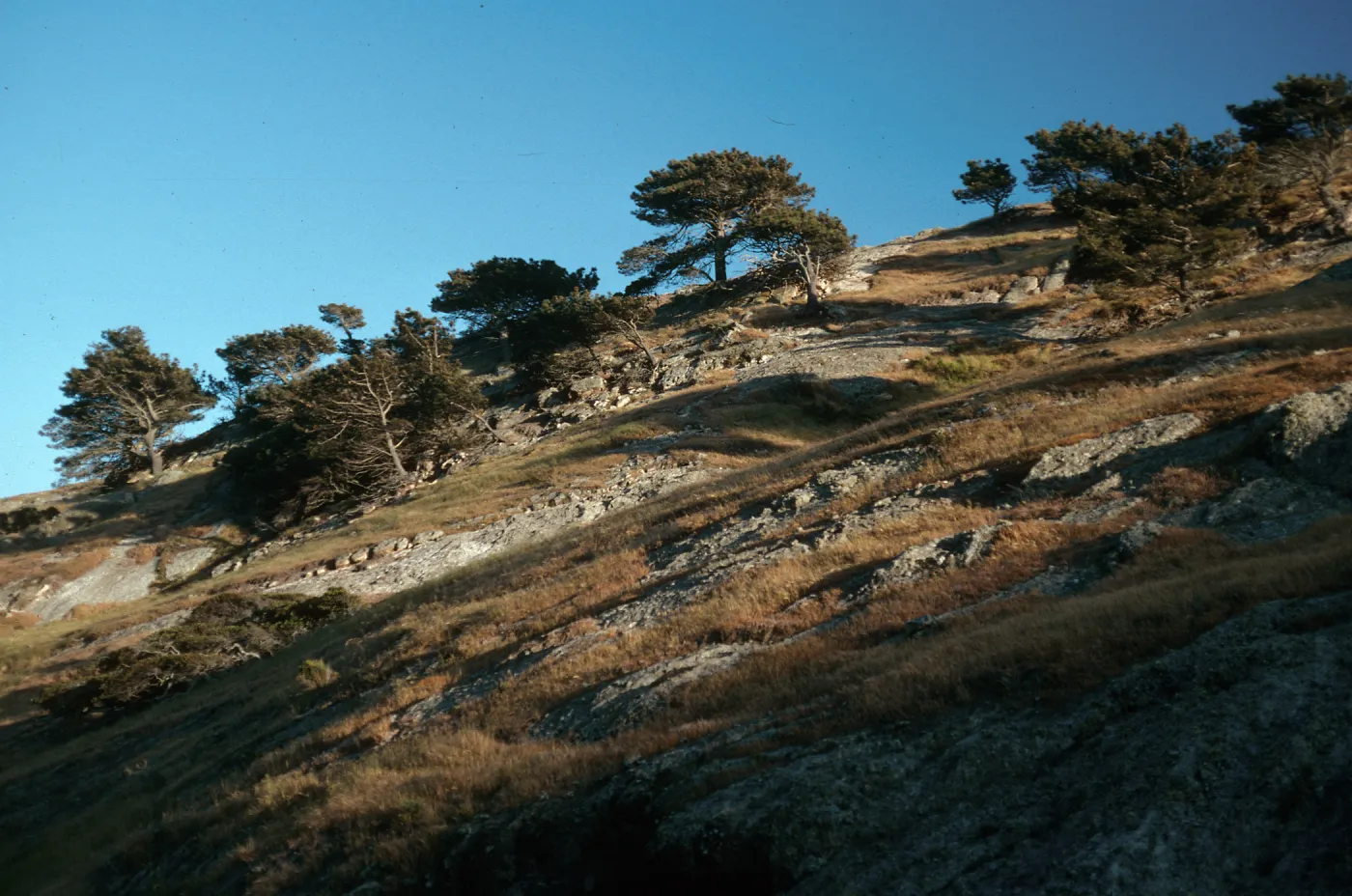 Pinus torreyana, Santa Rosa Island, Box Canyon