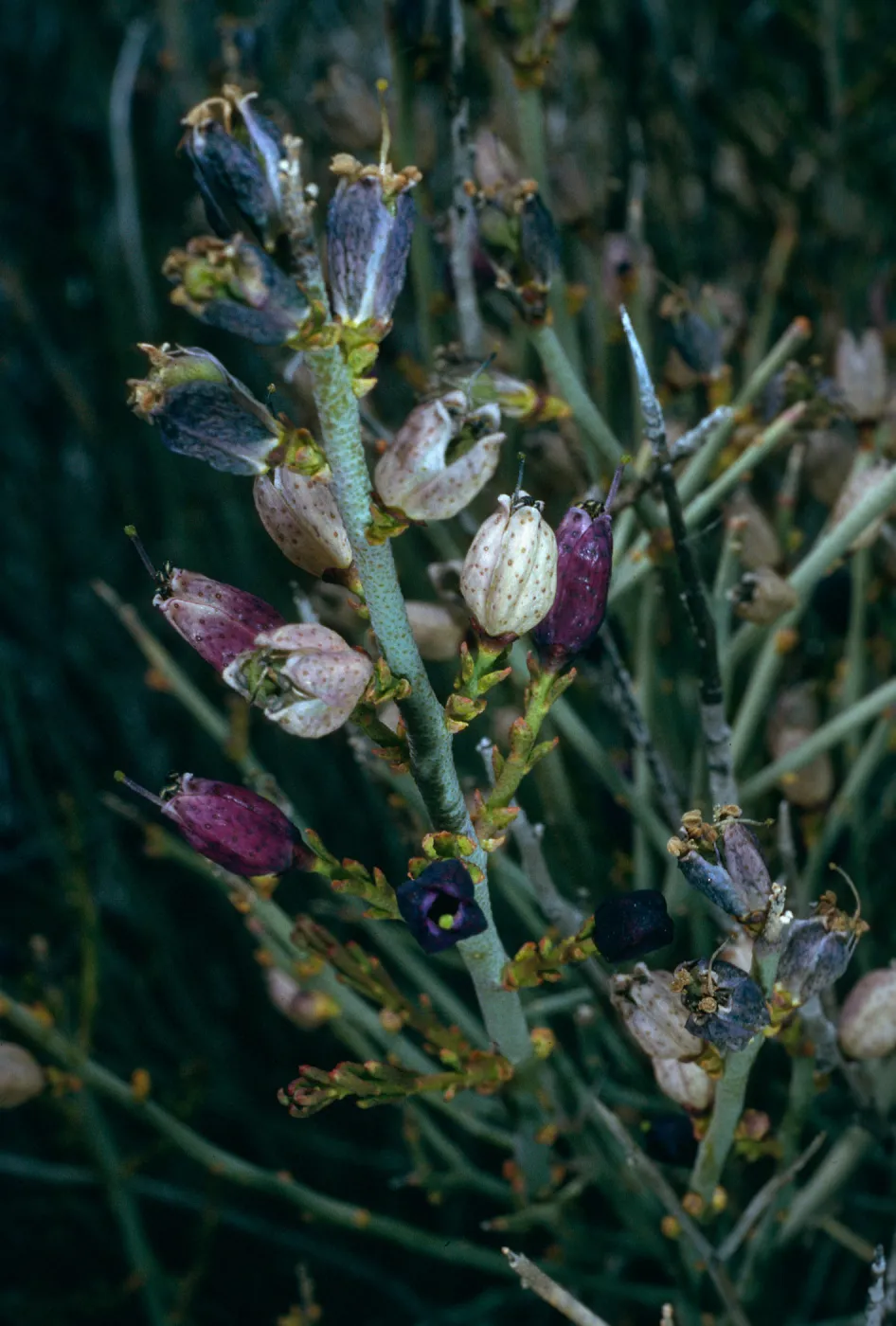 Thamnosma montana, Blair Valley, trail to Morteros