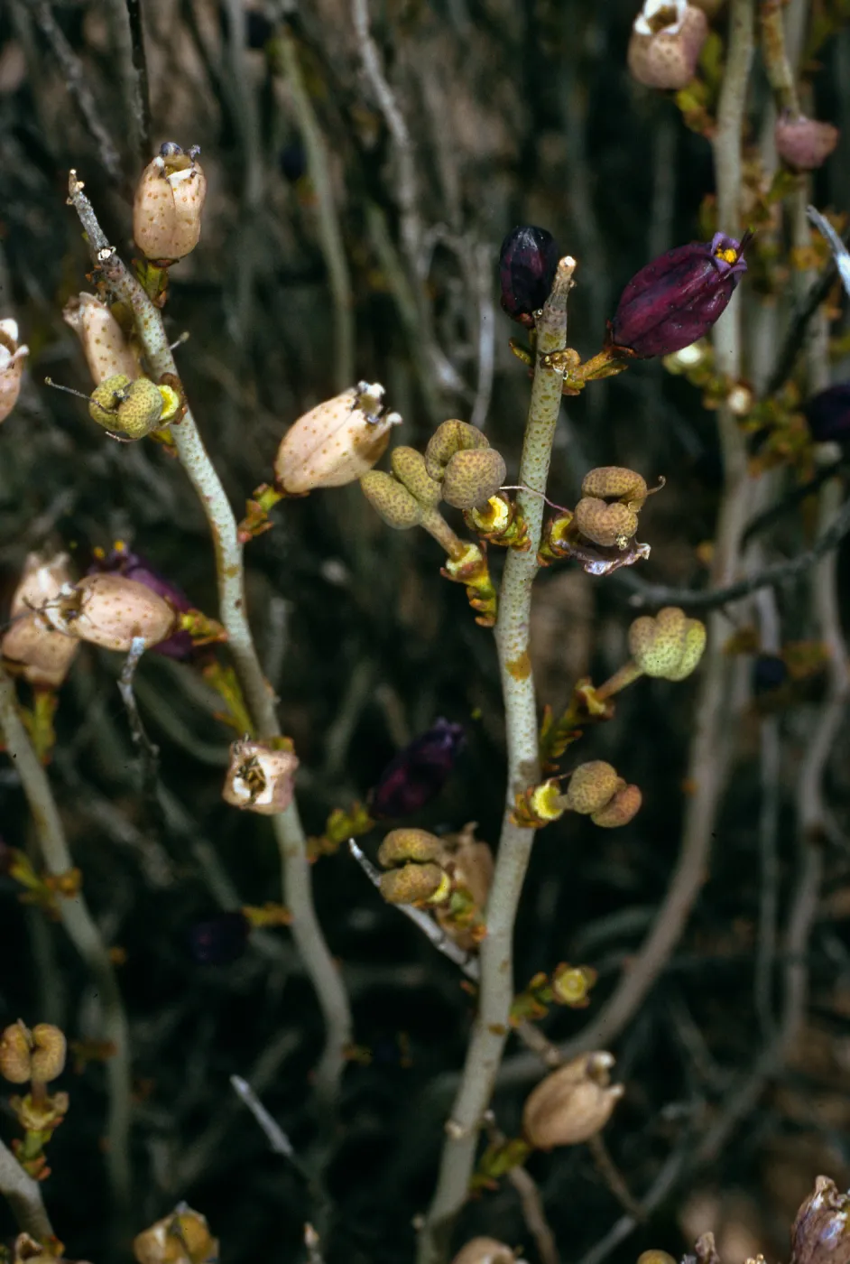 Thamnosma montana, Anza Borrego, Blair Valley, trail to Morteros 