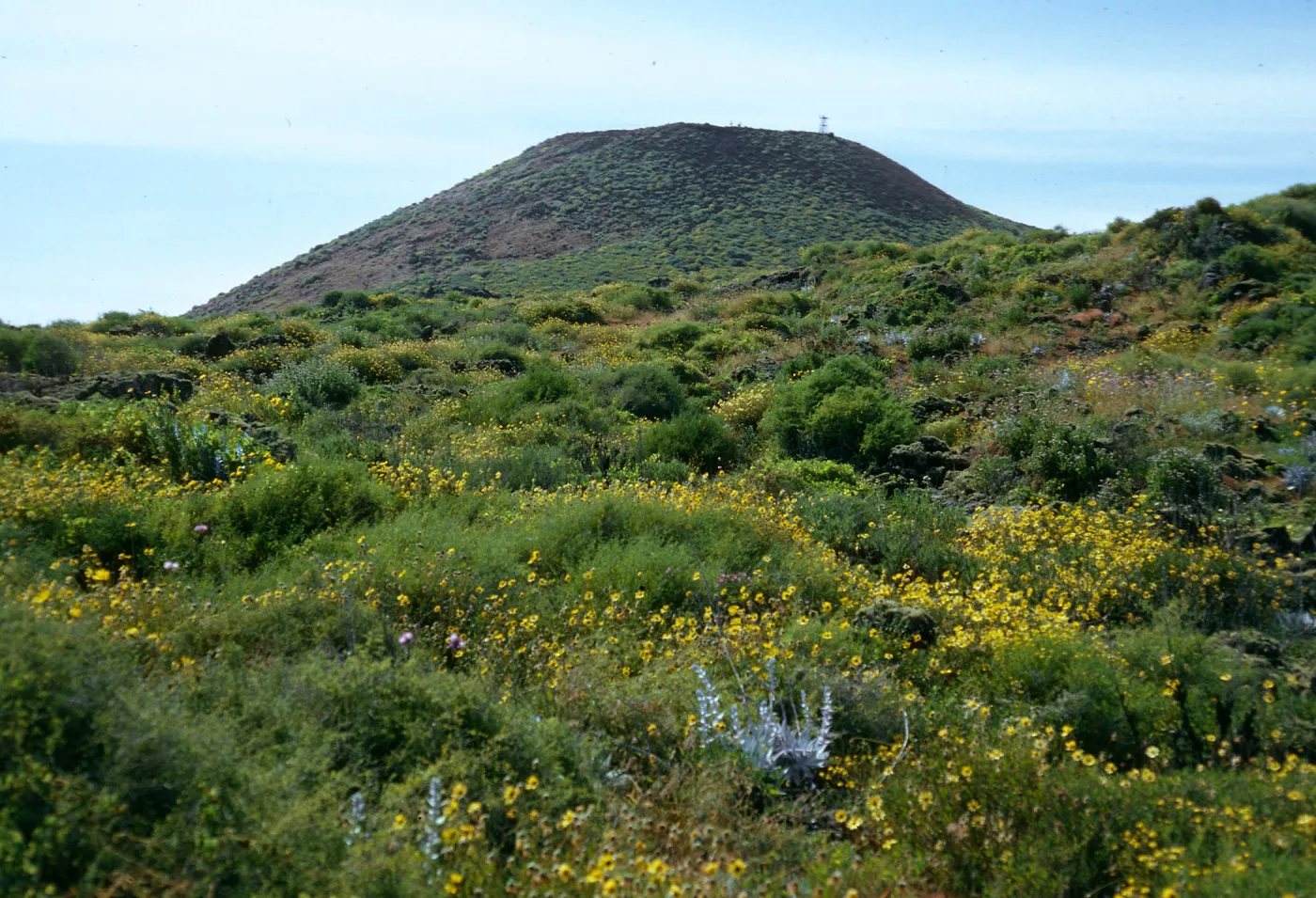 Encelia, Dudleya (liveforevers), San Martin Island, view of summit