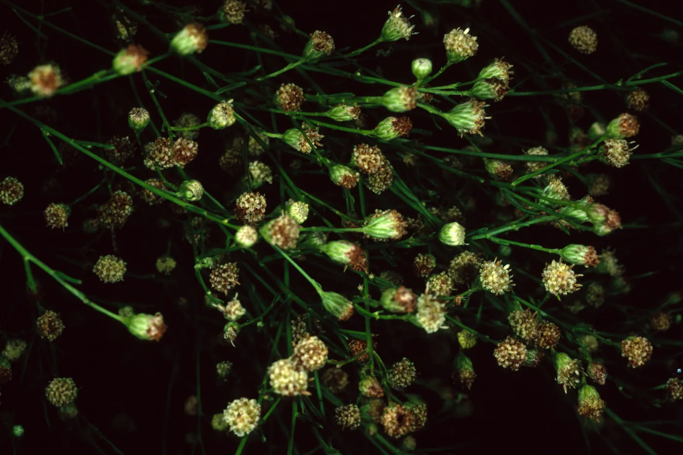 Baccharis Malibuensis, SBBG