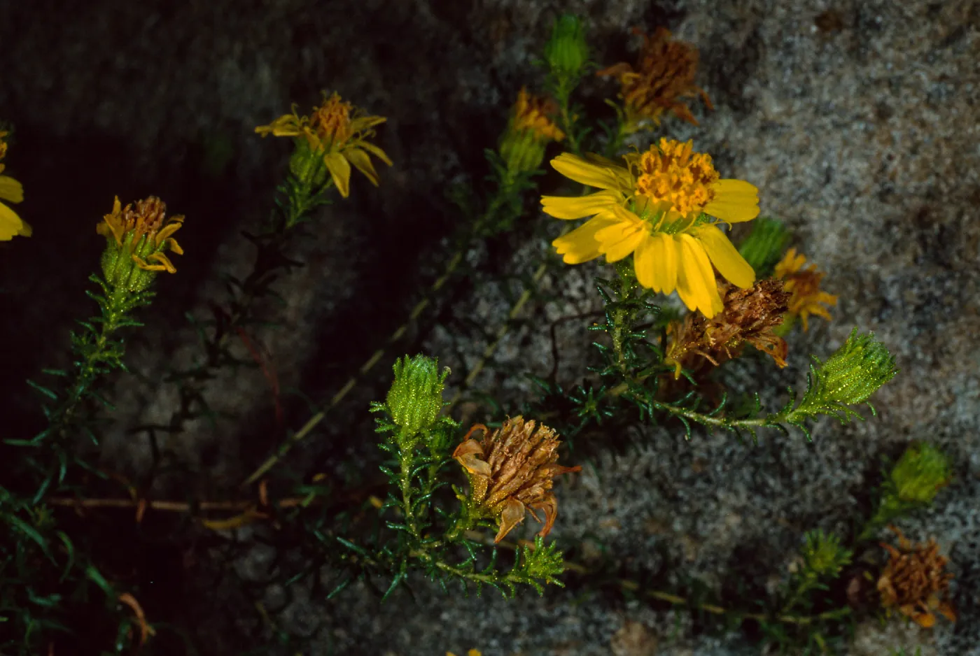 Hemizonia mintnornii, SBBG