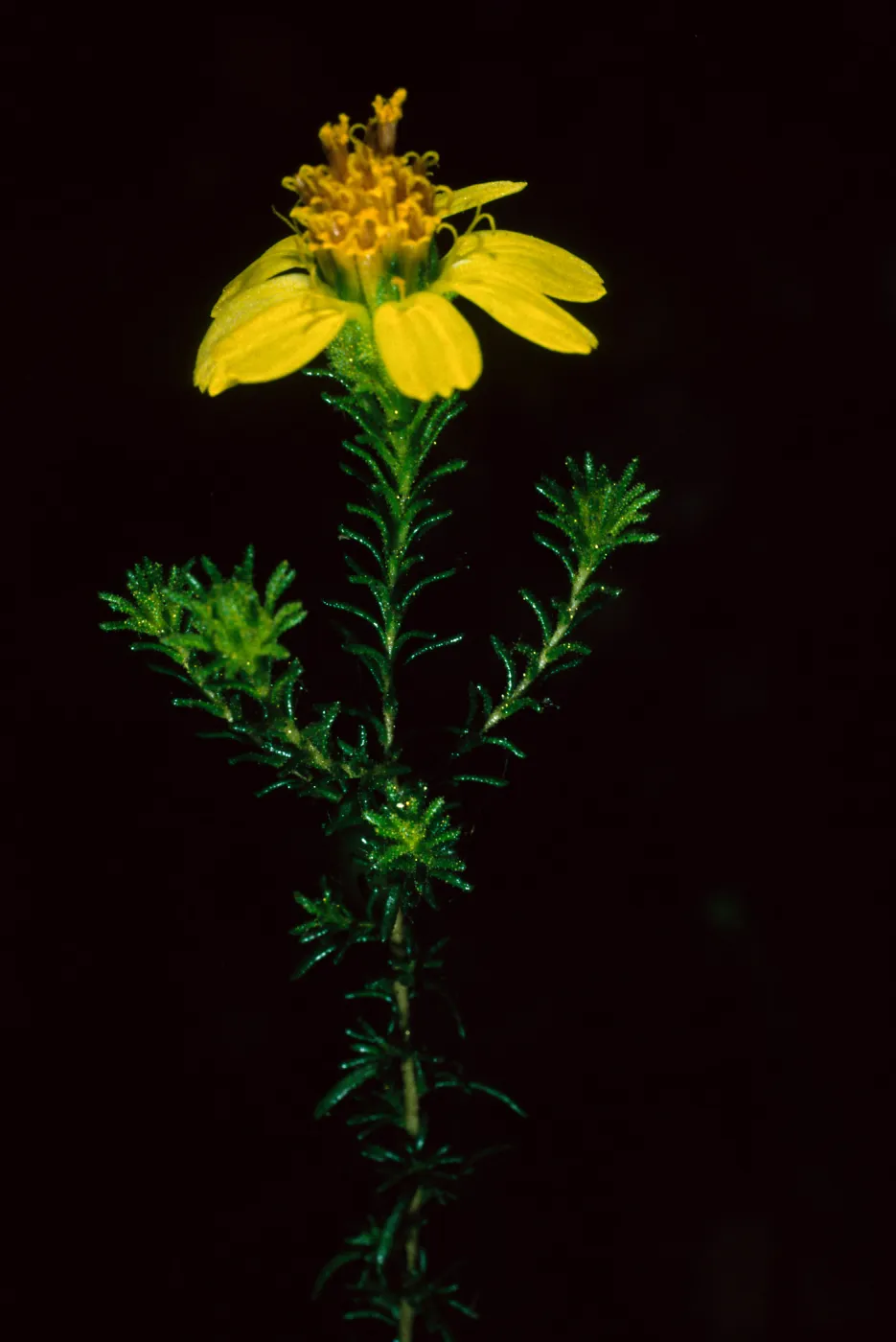 Santa Barbara Botanic Garden, Hemizonia minthornii