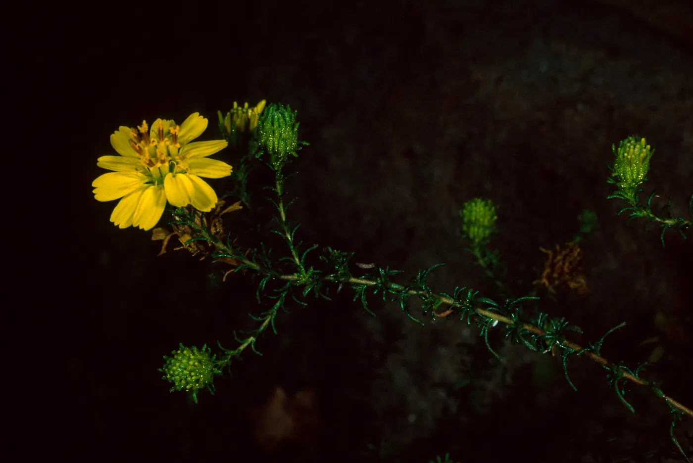 Hemizonia minthornii, SBBG