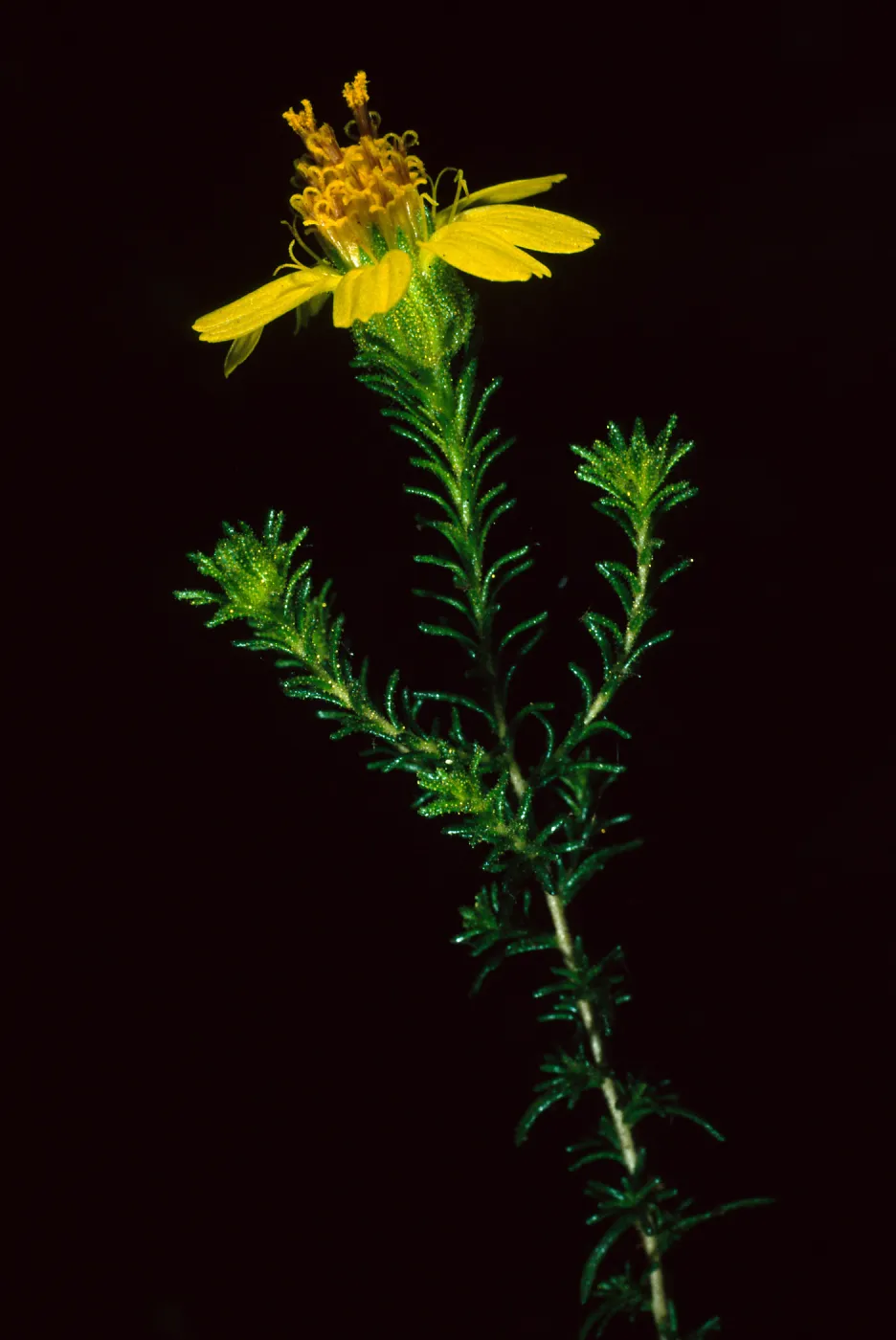 Hemizonia minthornii, SBBG 