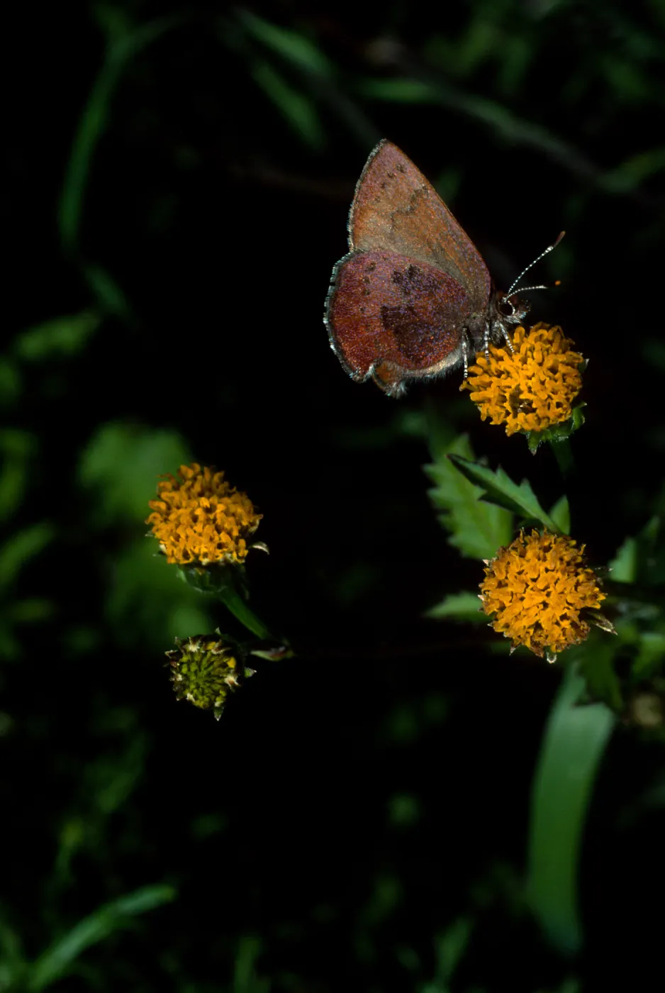  Western Elfin on Bidens pilosa, Tunnel Road
