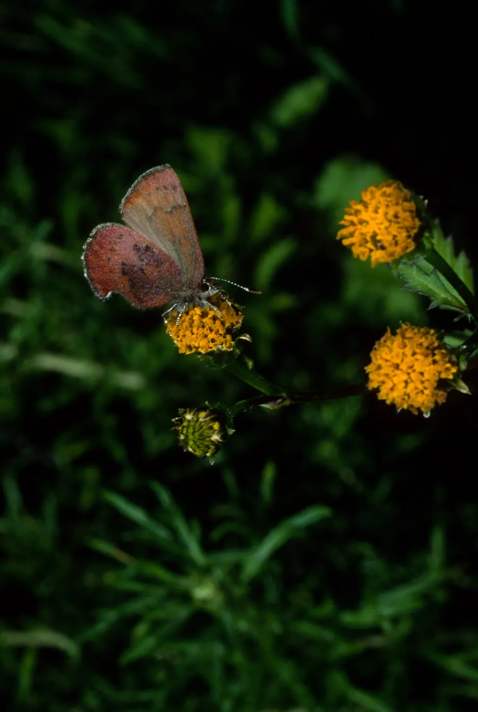Western Elfin on Bidens pilosa, Tunnel Road