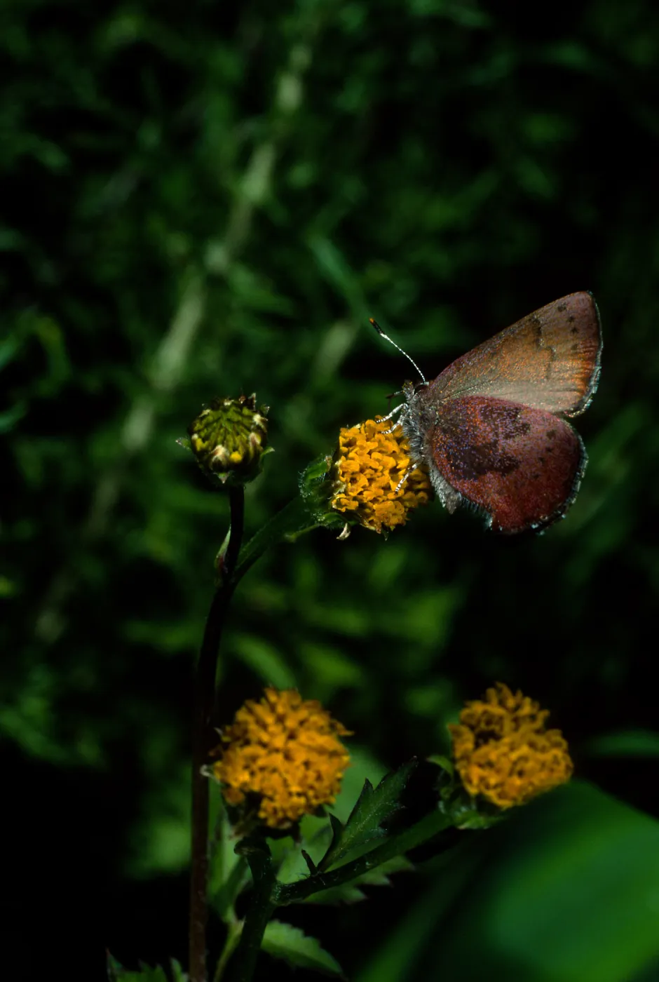 Western Elfin on Bidens pilosa, Tunnel Road