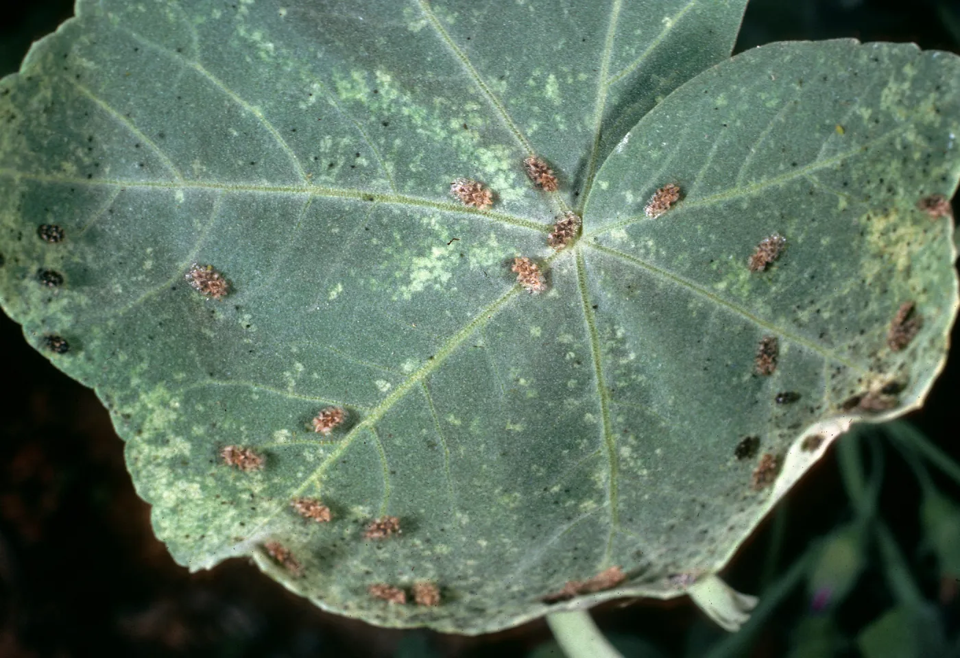 Lavatera lindsayi, damaged by Lace bugs, SBBG