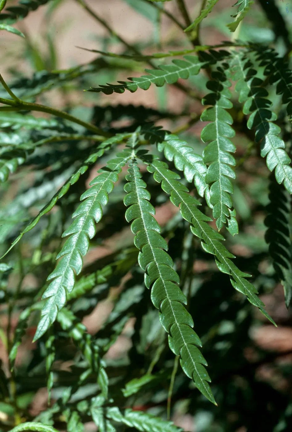 Lyonothamnus floribundis asplenifolius, SBBG