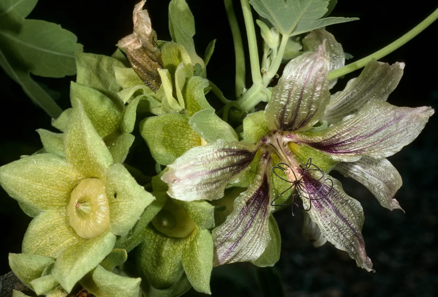 Lavatera occidentalis, ACC #70-102, from Los Coronados Island, SBBG Island Section