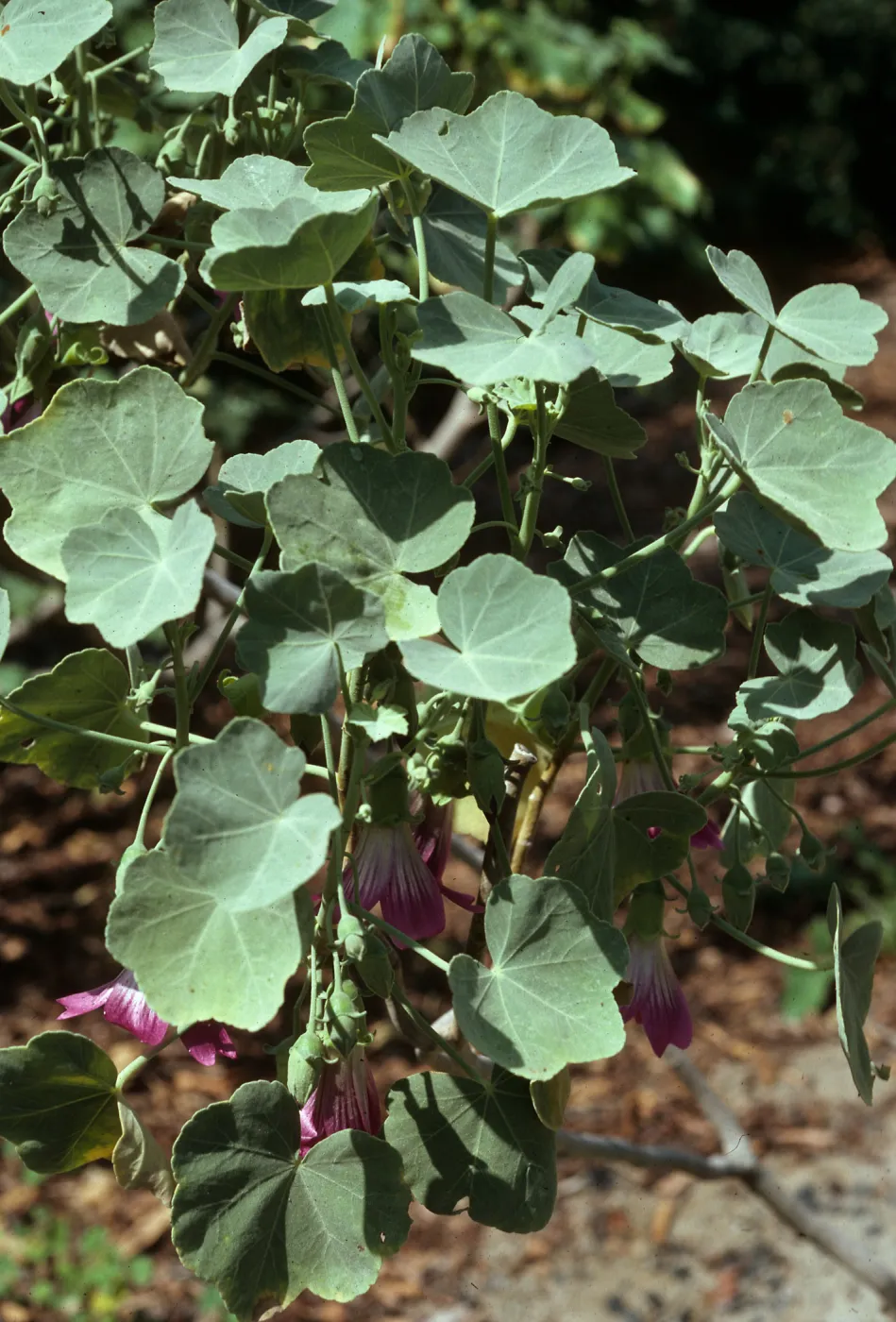 Lavatera lindsayi, SBBG