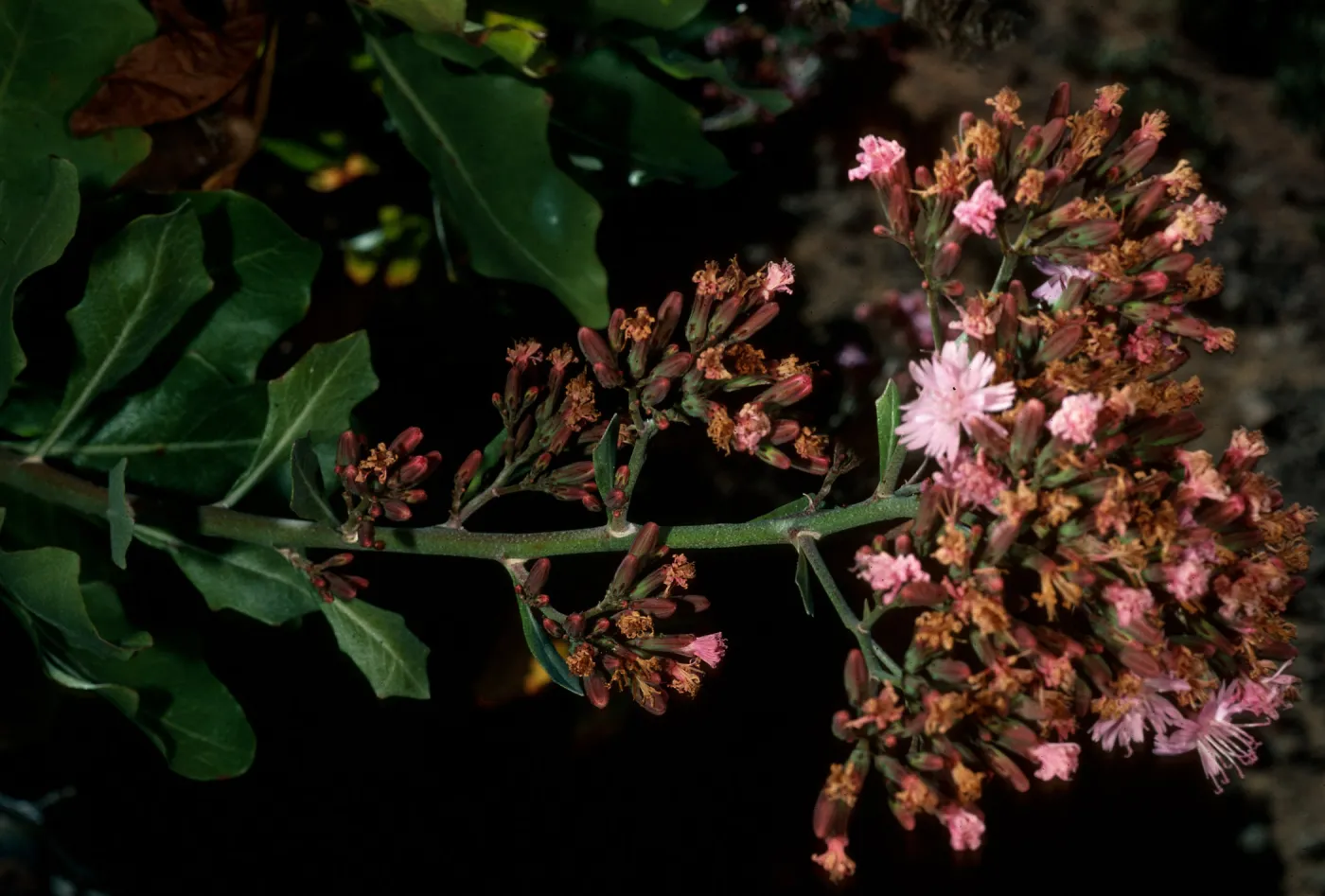 Munzothamnus blairii, San Clemente Island, Eagle Canyon,
