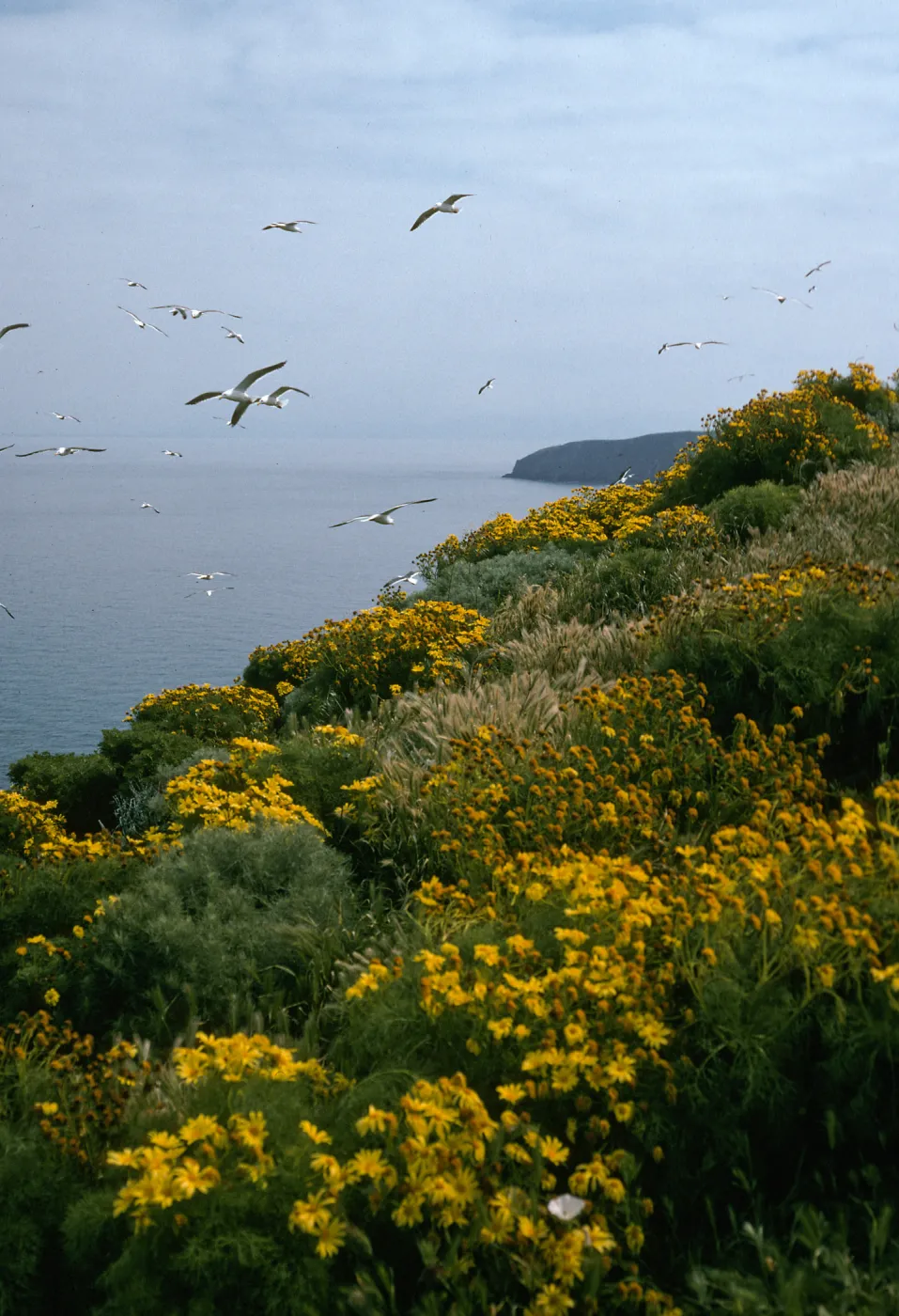 Middle Anacapa Island, top of North-facing bluffs, Coreopsis