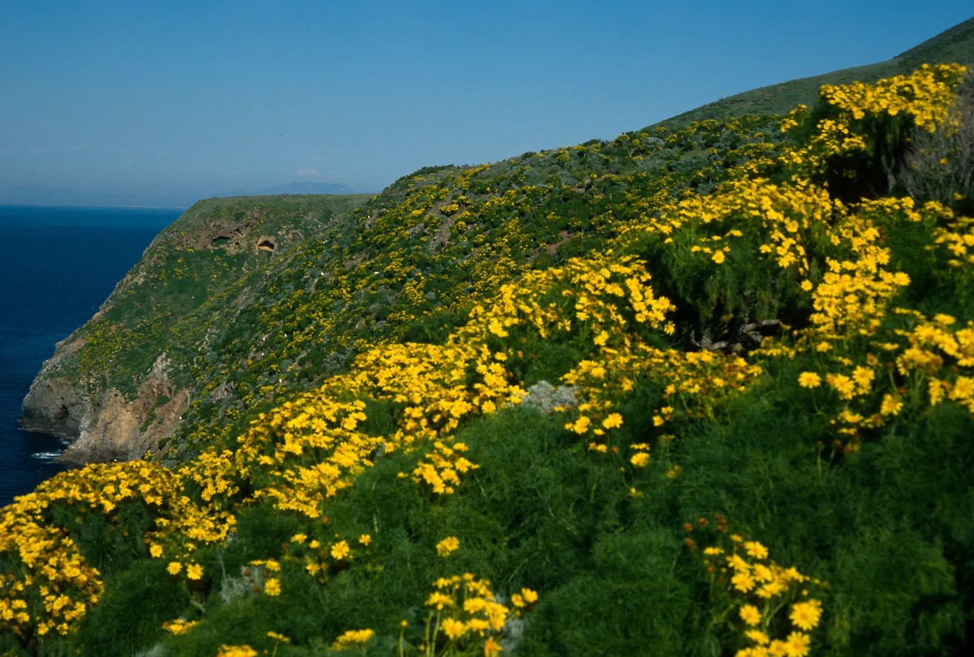 West Anacapa Island, West end of island, Coreopsis