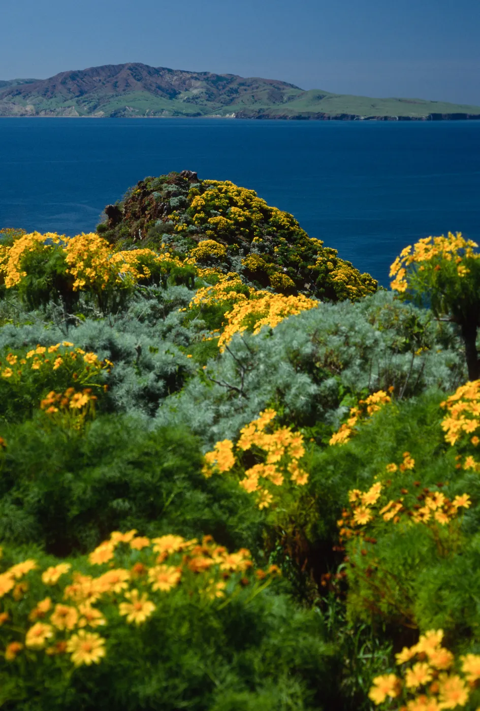 West Anacapa Island, view of Santa Cruz Island, Coreopsis
