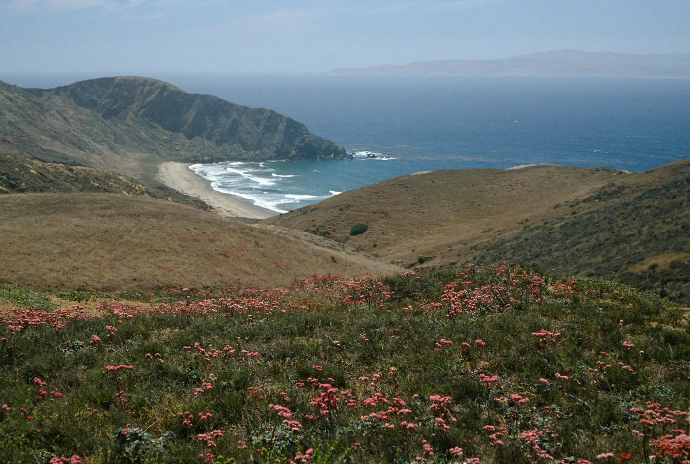 Santa Cruz Island, overlooking Sauces Beach, Eriogonum grande rubescens