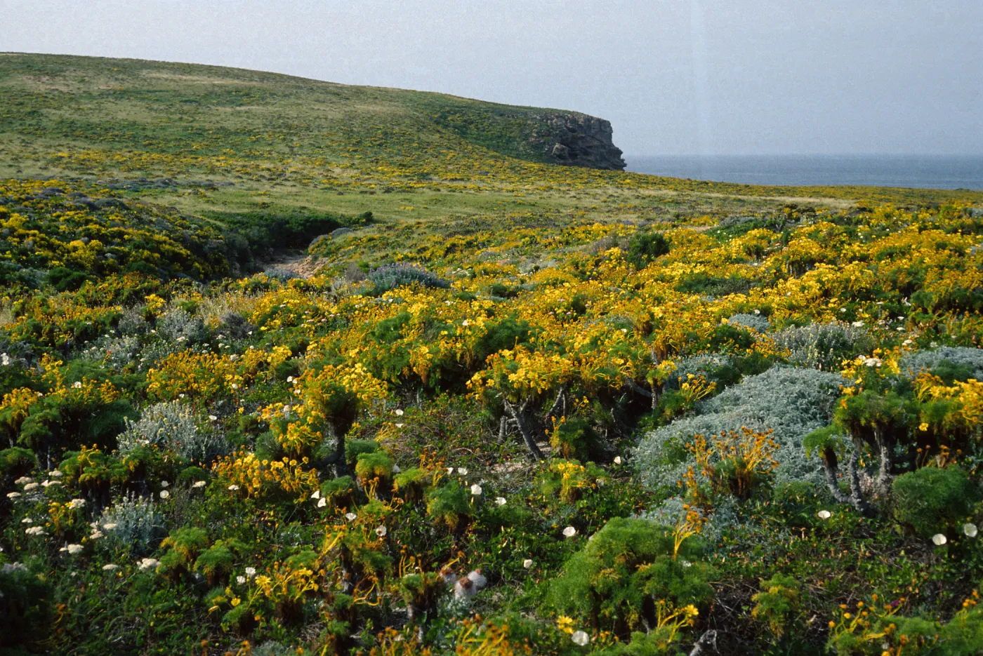 San Miguel Island, coastal flats, just North of Willow Canyon, Coreopsis