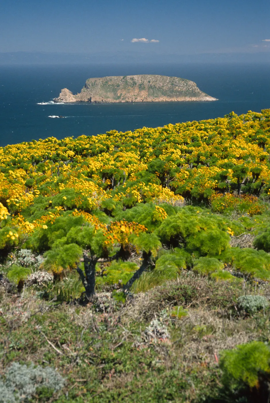 San Miguel Island, Prince Island from Cabrillo Monument, Coreopsis