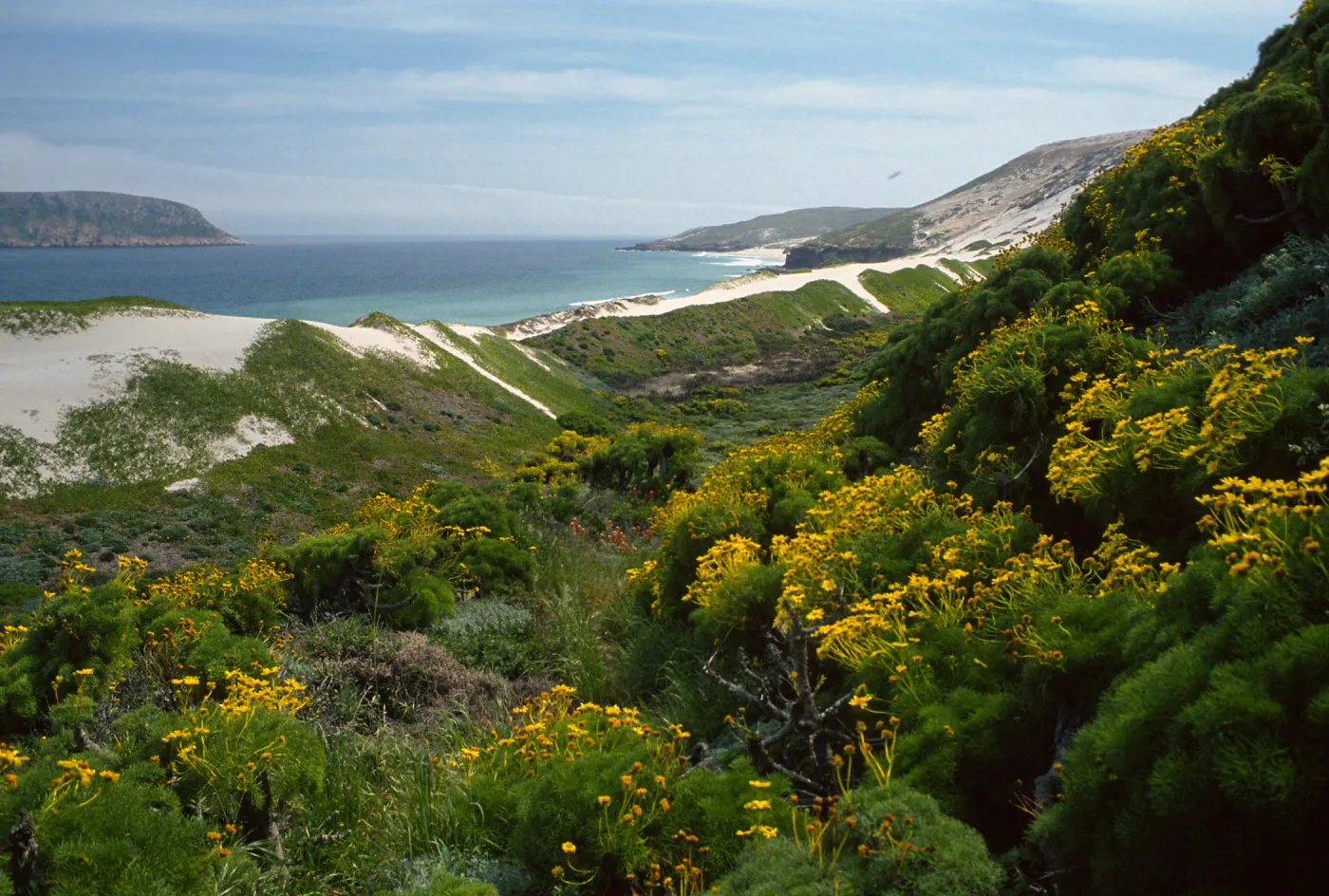 San Miguel Island, mouth of Cañada Del Mar, Coreopsis