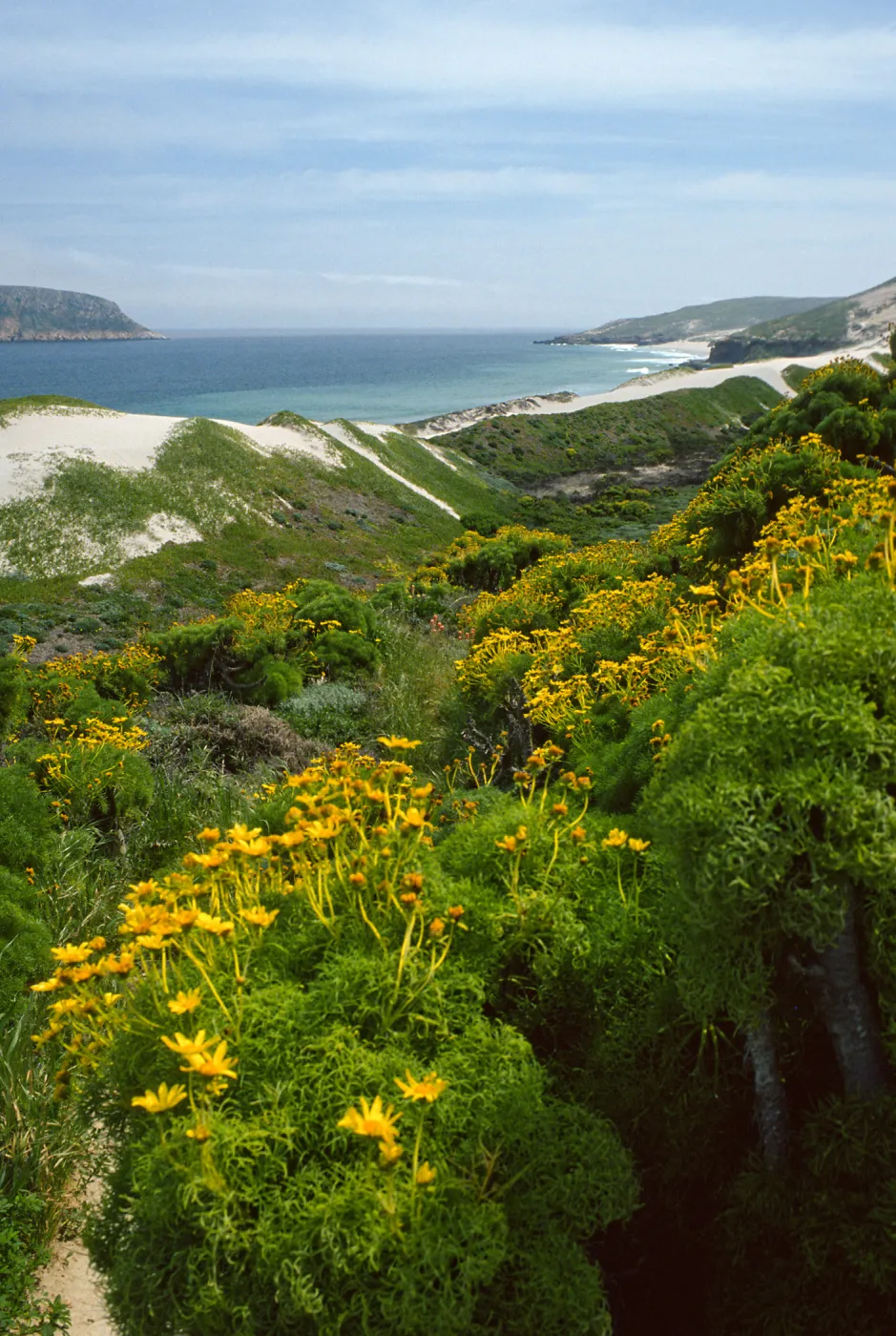 San Miguel Island, mouth of Cañada Del Mar, Coreopsis