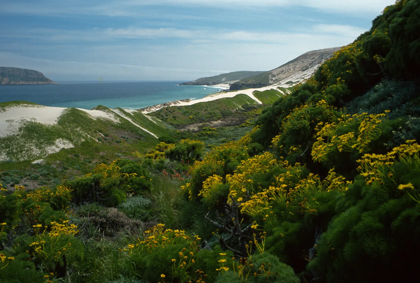 San Miguel Island, Cañada Del Mar, Coreopsis