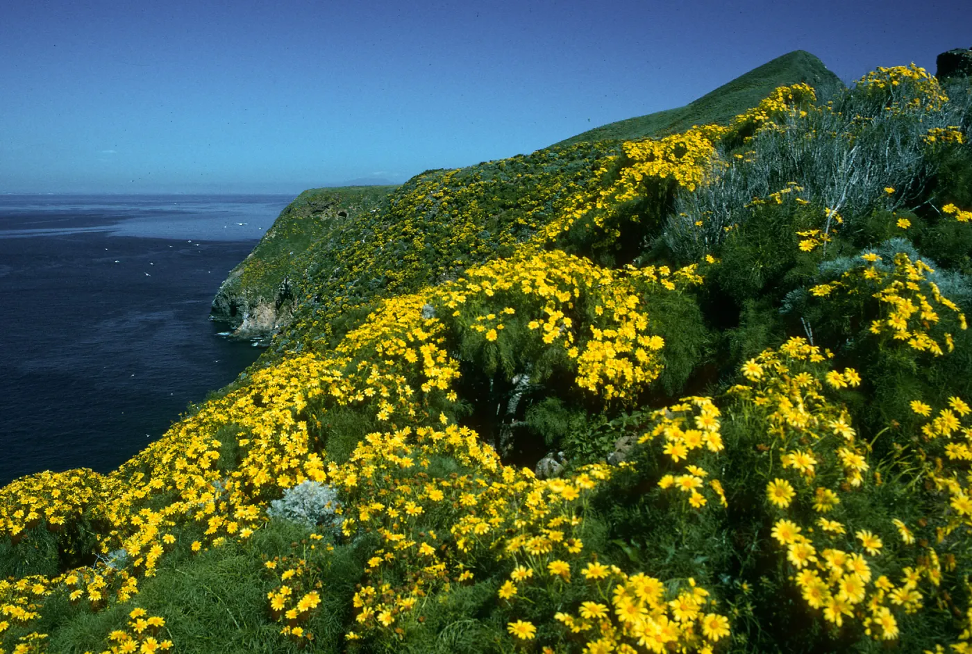 West Anacapa Island, North side between Rat Rock & lower terrace, Coreopsis