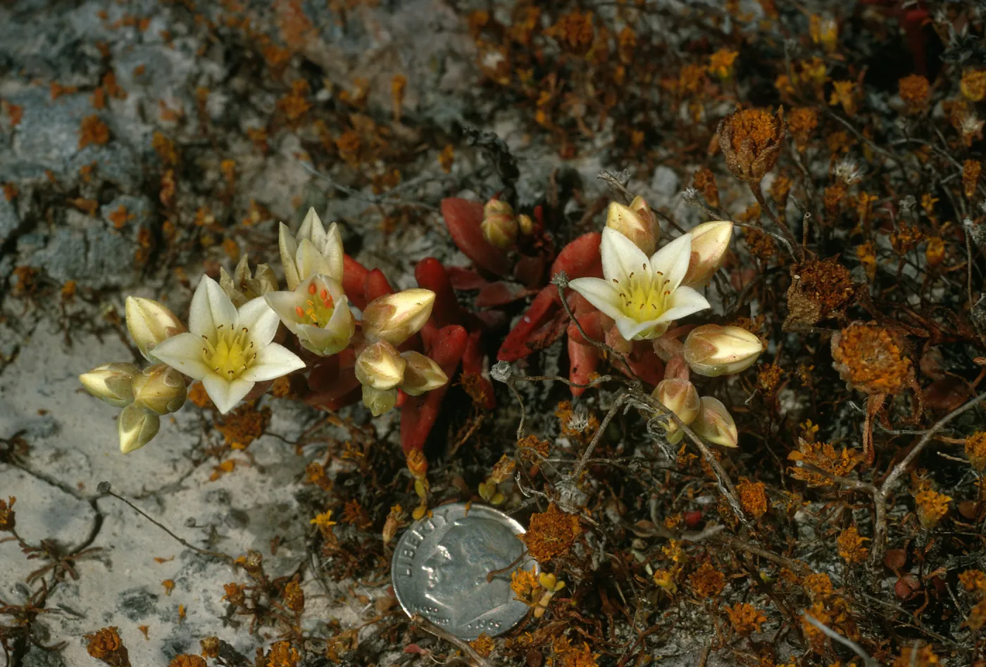 Santa Cruz Island, Fraser Point, Dudleya nesiotica
