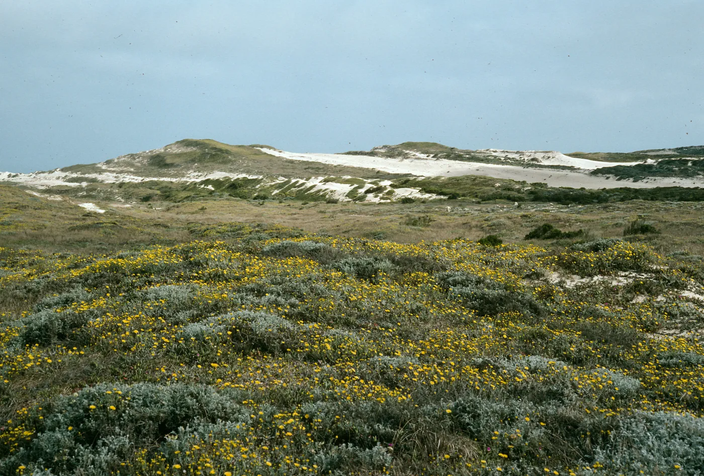 San Miguel Island, central dunes, West of San Miguel Peak, Malacothrix incana