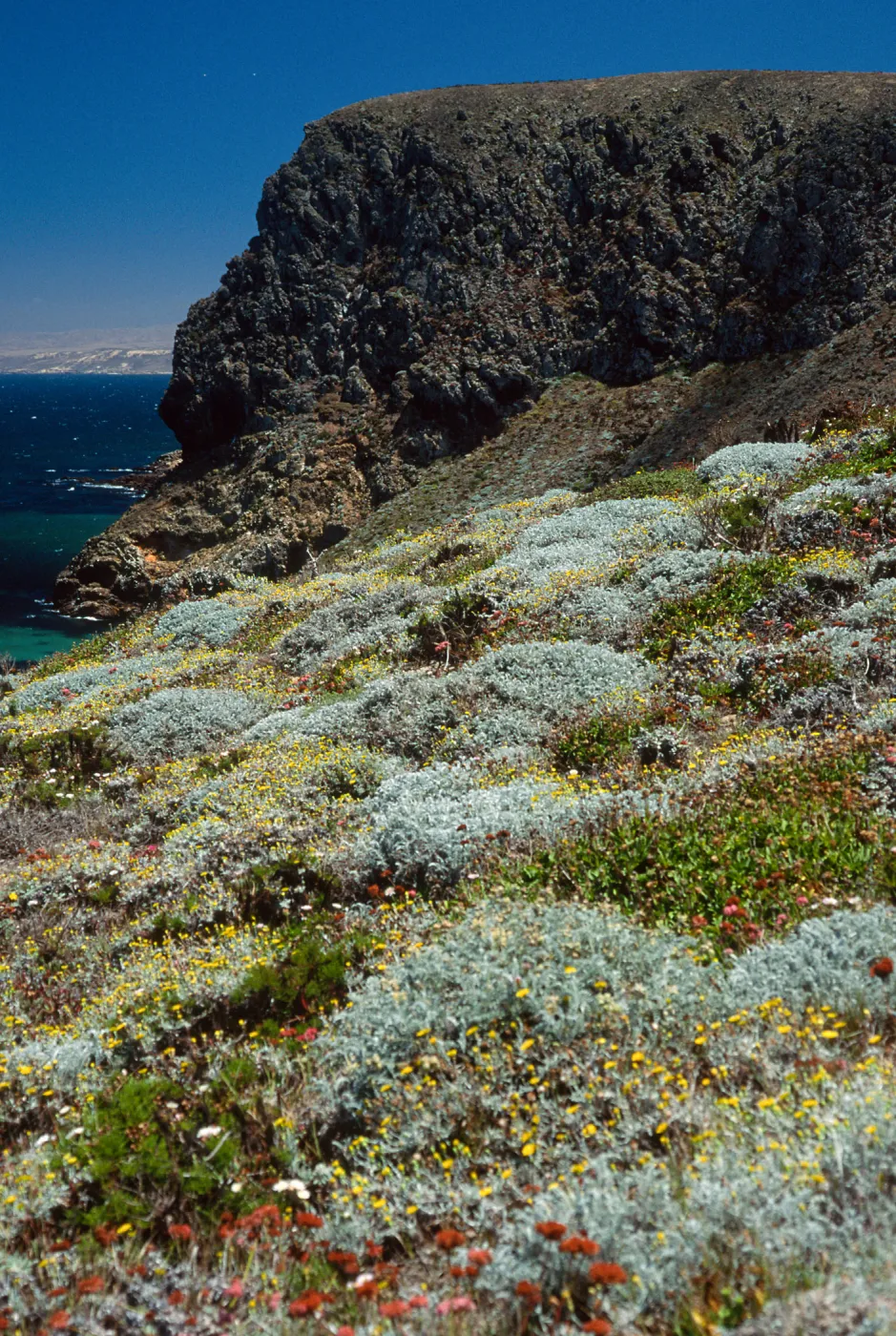 San Miguel Island, just West of Hoffmann Point, Malacothrix incana