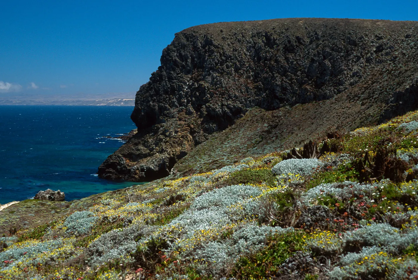 San Miguel Island, just West of Hoffmann Point, Malacothrix incana