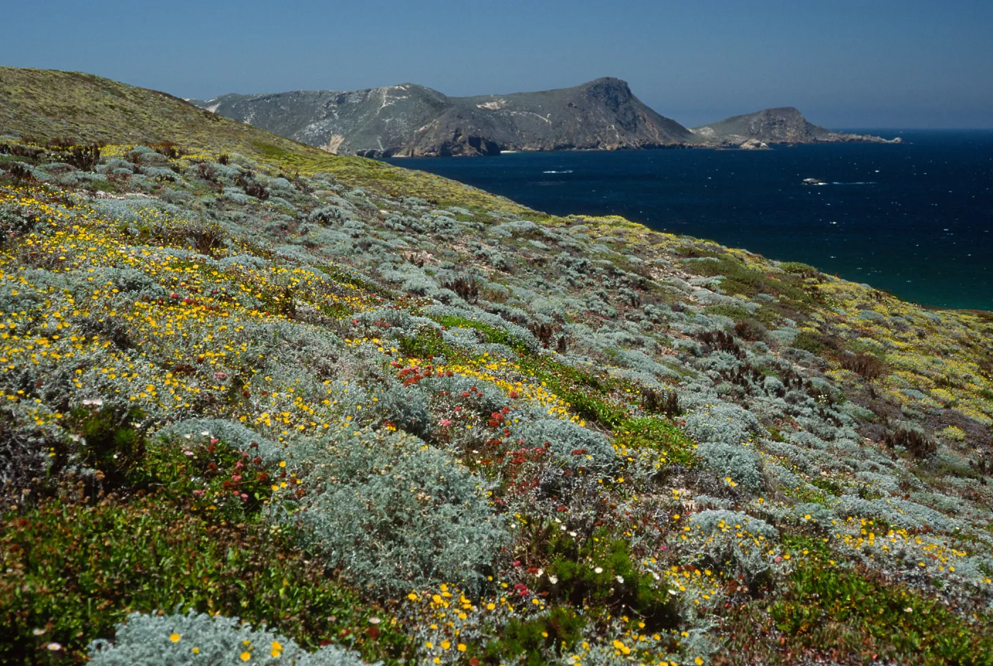 San Miguel Island, just West of Hoffmann Point, Malacothrix incana