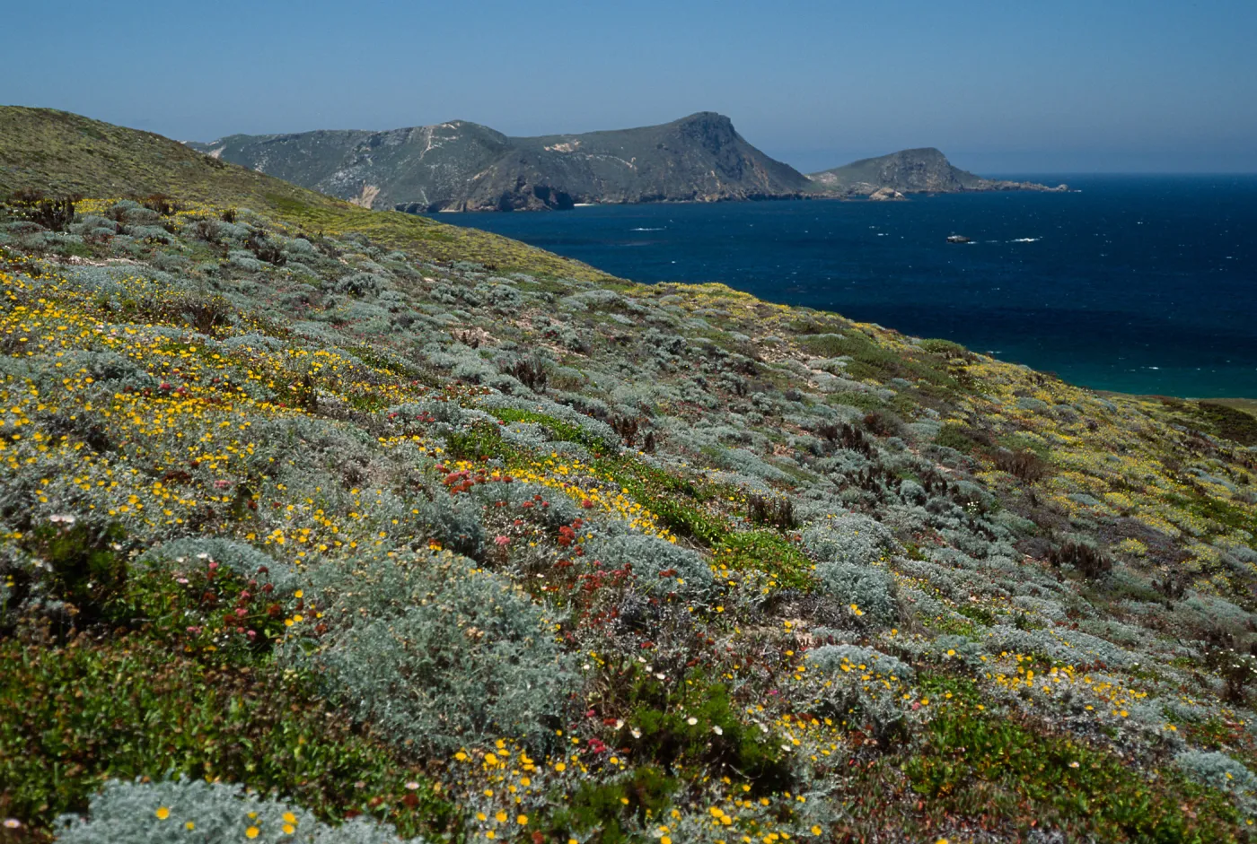 San Miguel Island, just West of Hoffmann Point, Malacothrix incana